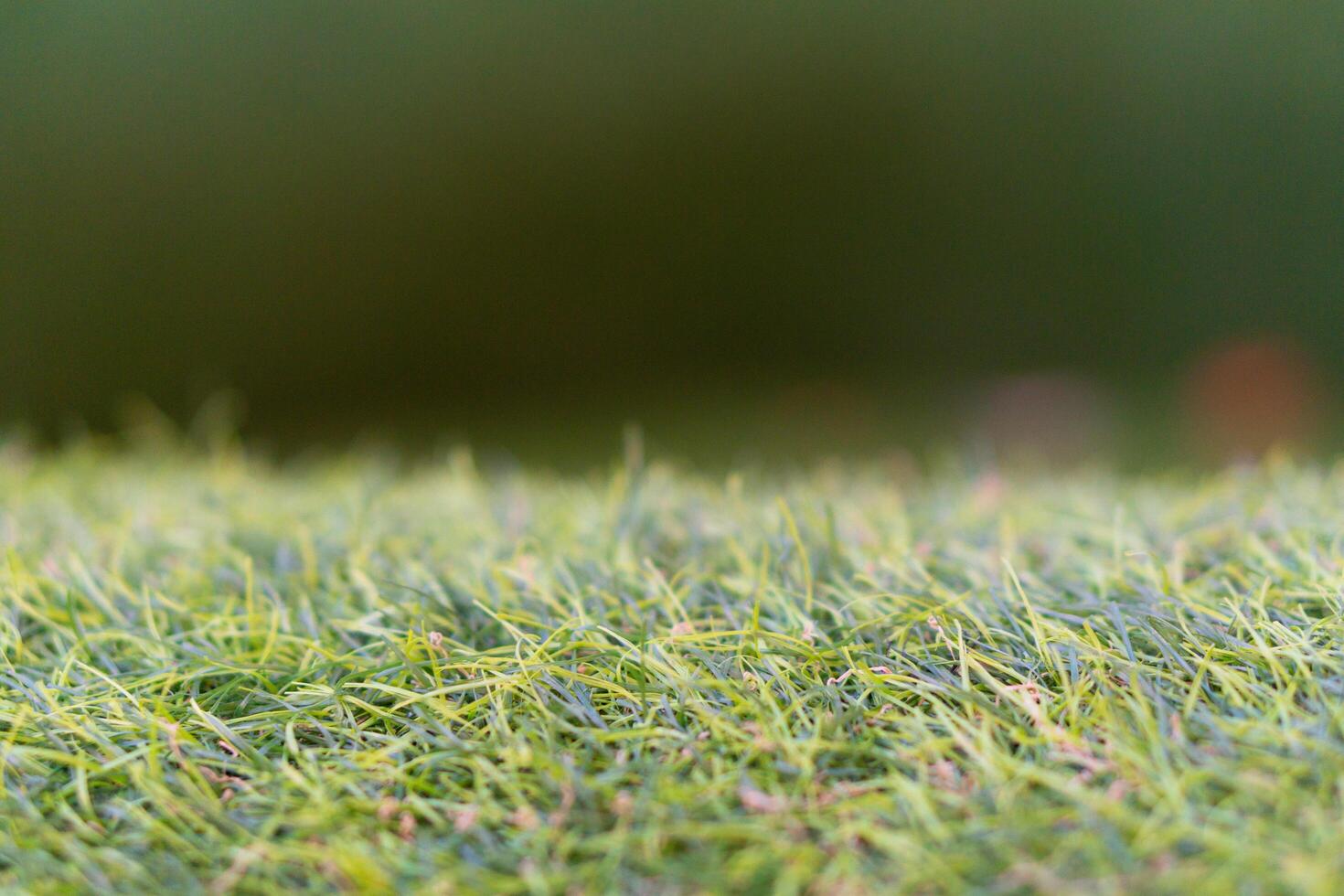 Empty green grass with blurry background for display a product photo