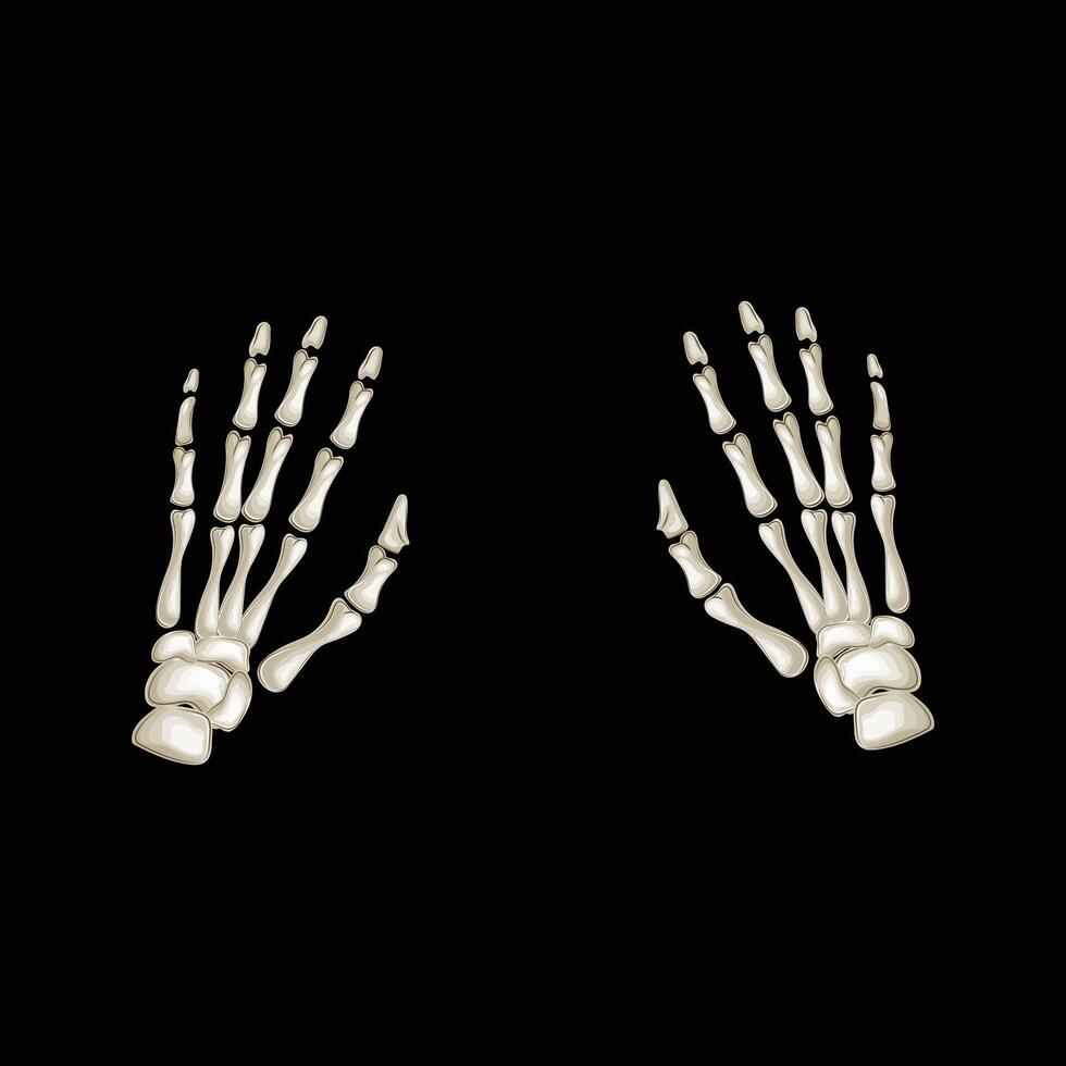 Detailed skeleton hands on a black backdrop, perfect for Halloween themes and creepy designs vector