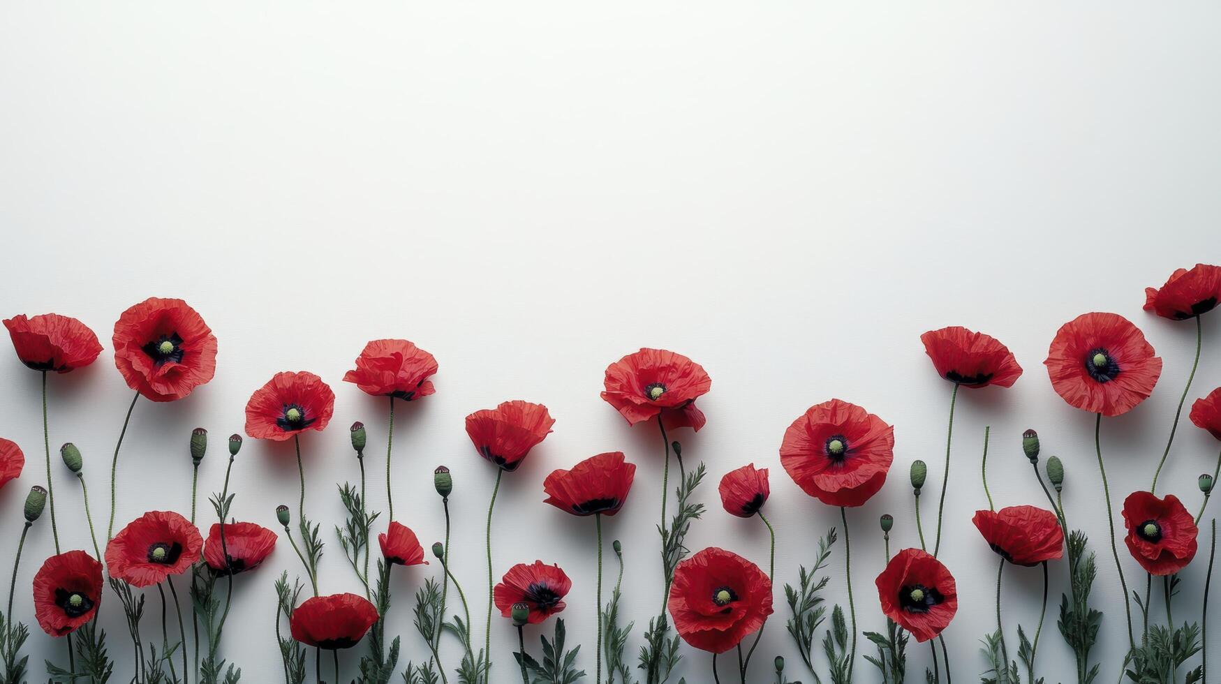 Minimalist floral background with red poppies arranged on bottom photo