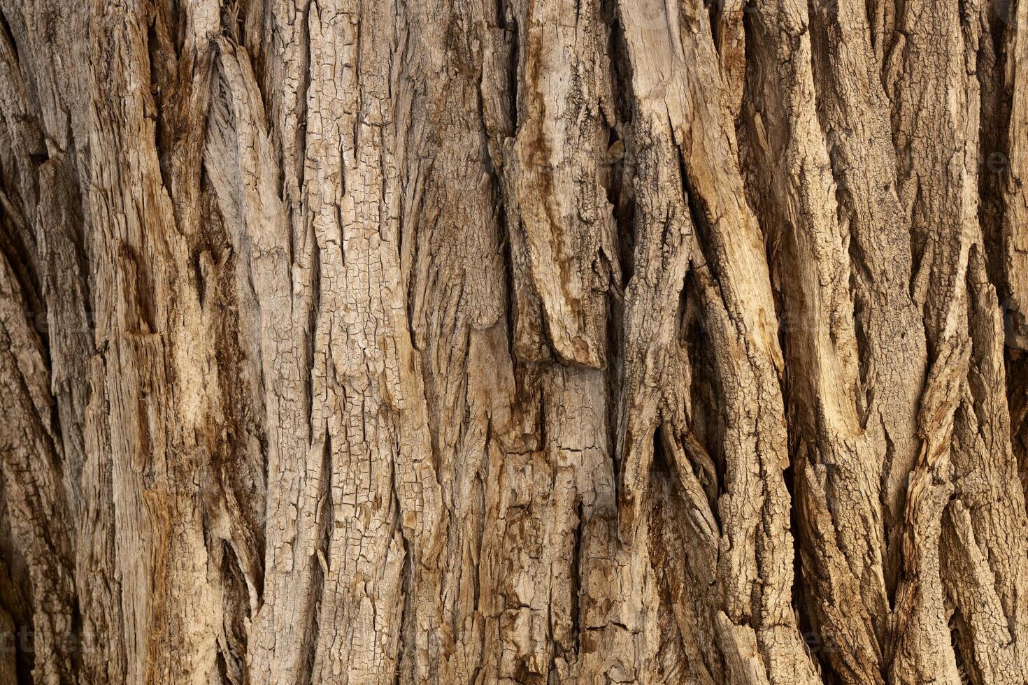 Closeup of rough textured tree bark showing age and growth photo