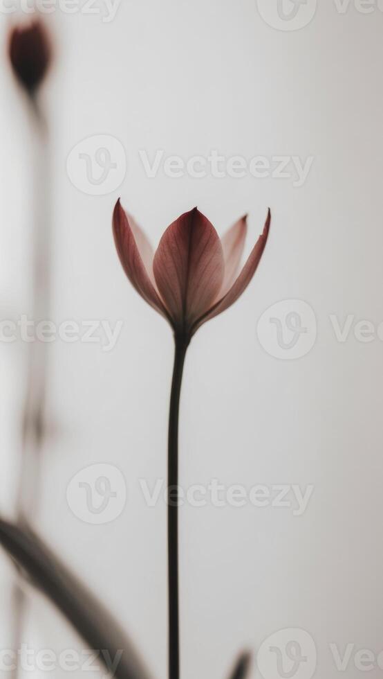 A single flower is shown in black and white photo