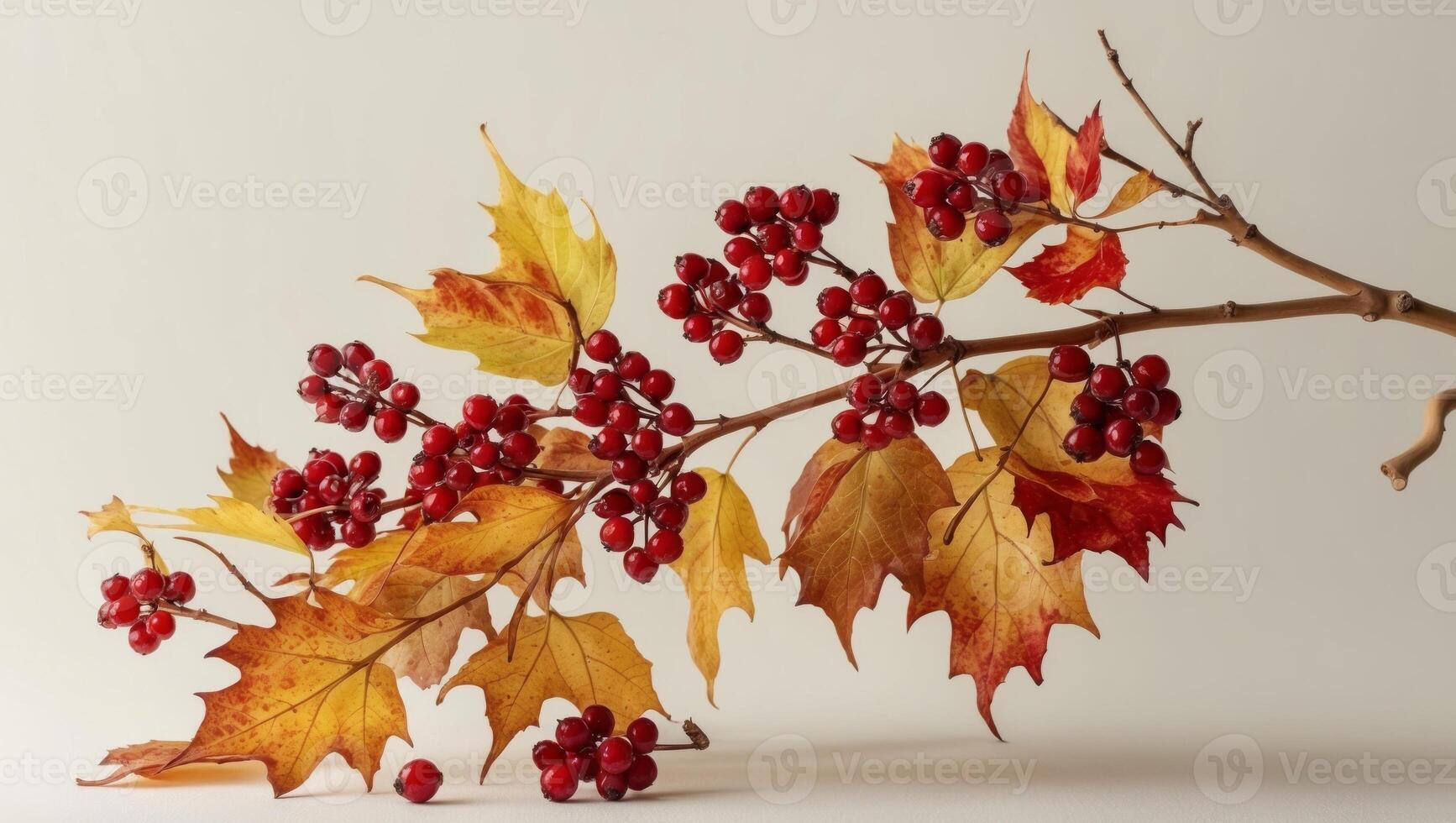 Autumn leaves and berries on a branch photo