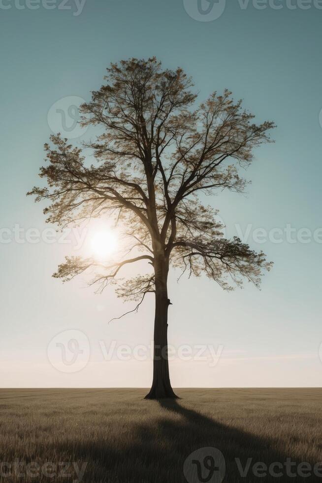 A lone tree in a field with the sun shining through photo