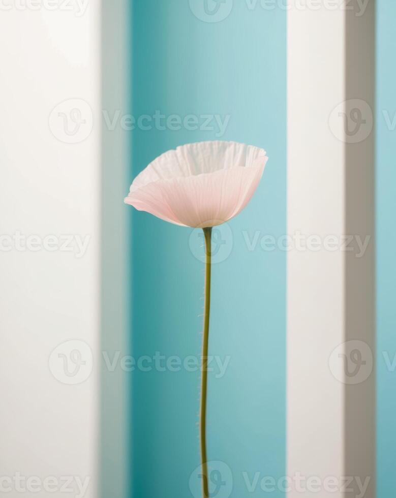 A single pink poppy flower is standing in front of a blue wall photo