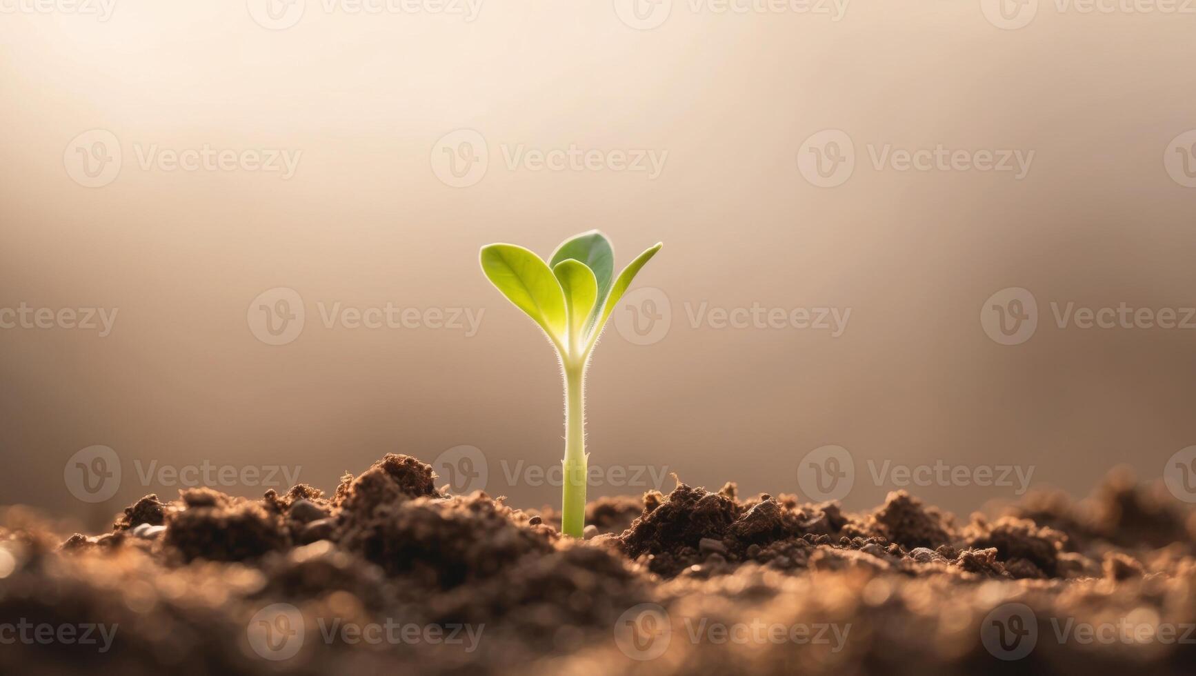 A small plant sprouting from the ground photo