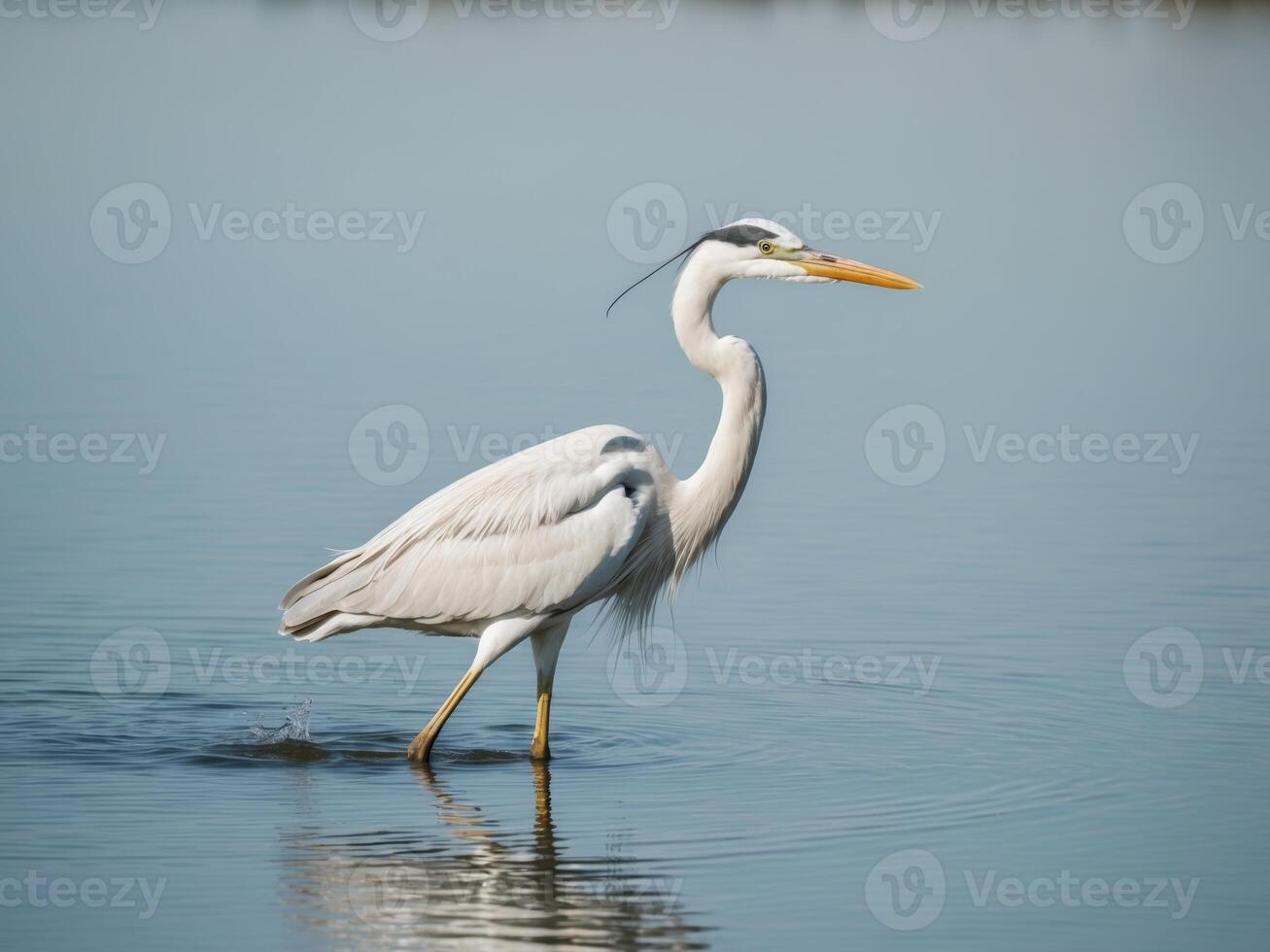 A white heron standing in the water photo
