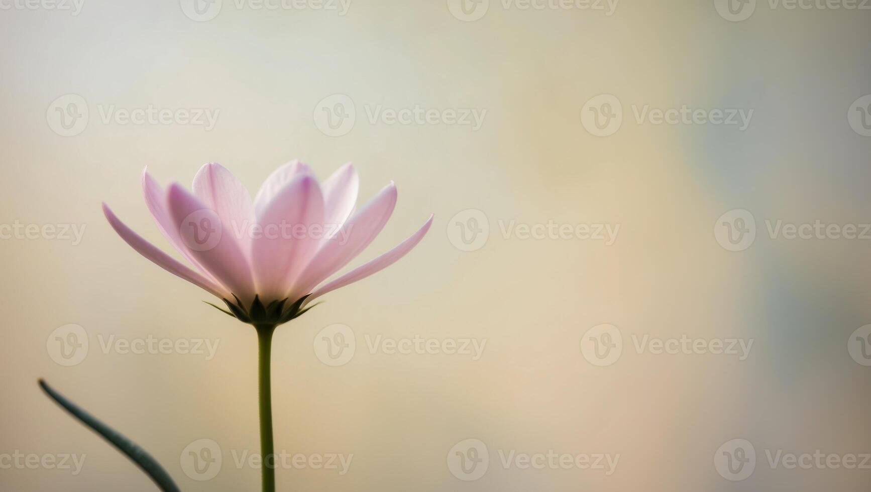 A single pink flower is shown in front of a blurred background photo