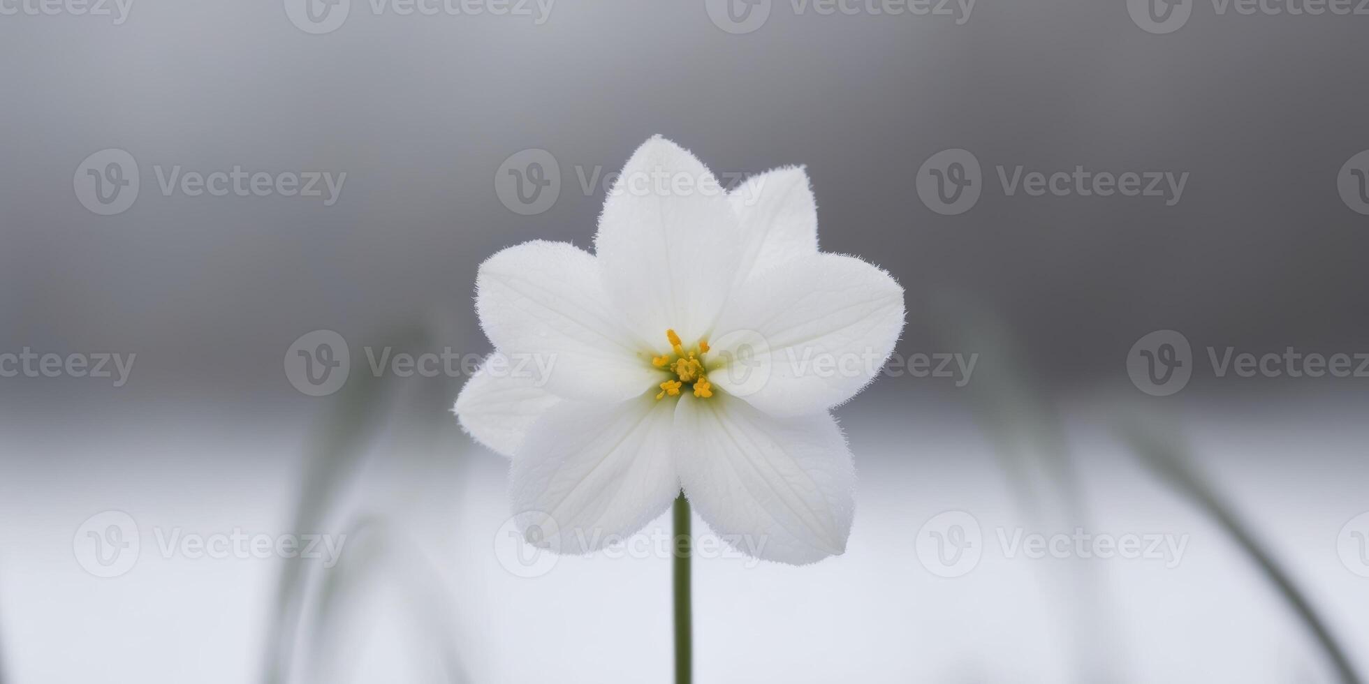 A single white flower is standing in the snow photo