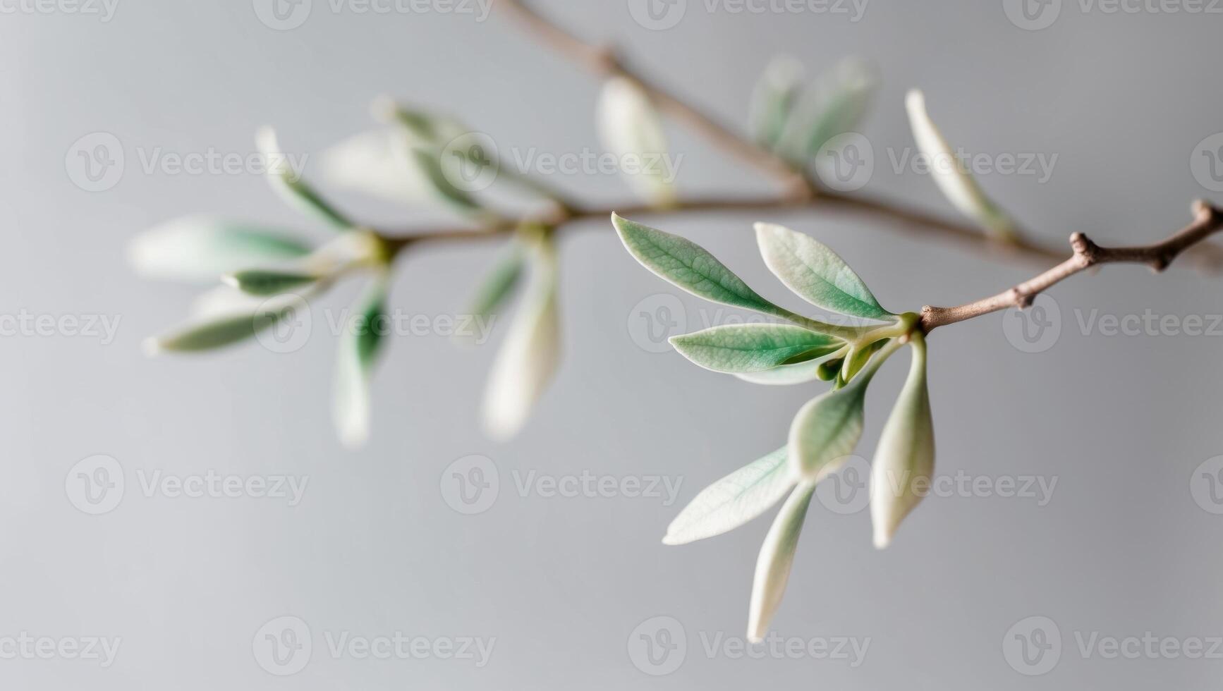 A branch with leaves on it against a gray background photo