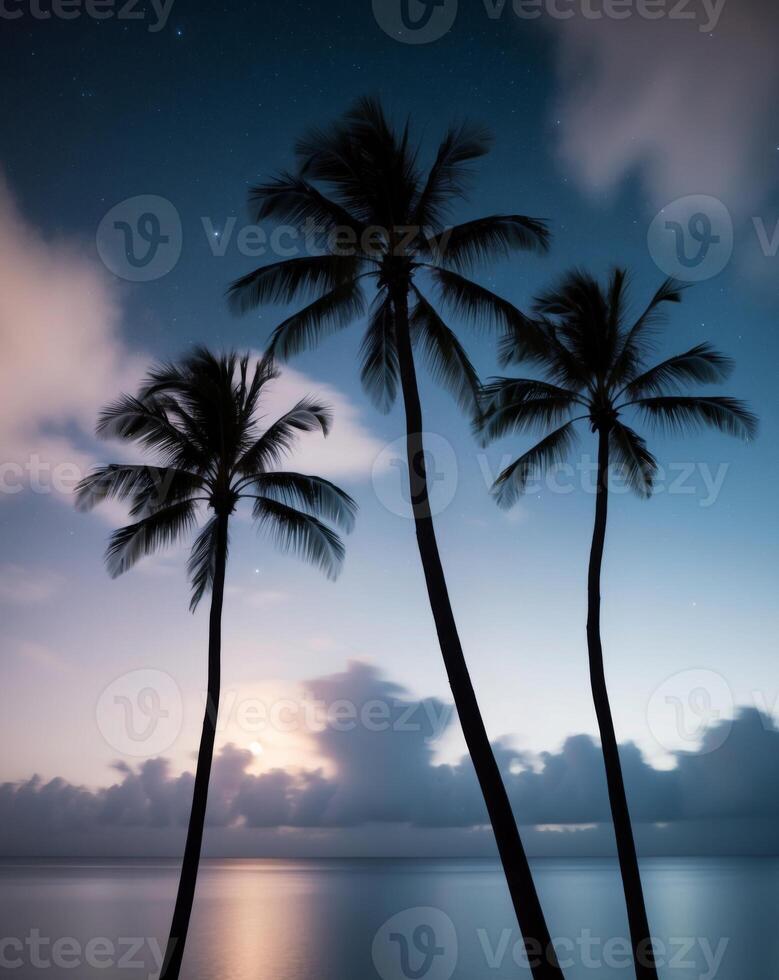 Three palm trees are silhouetted against the sky at night photo
