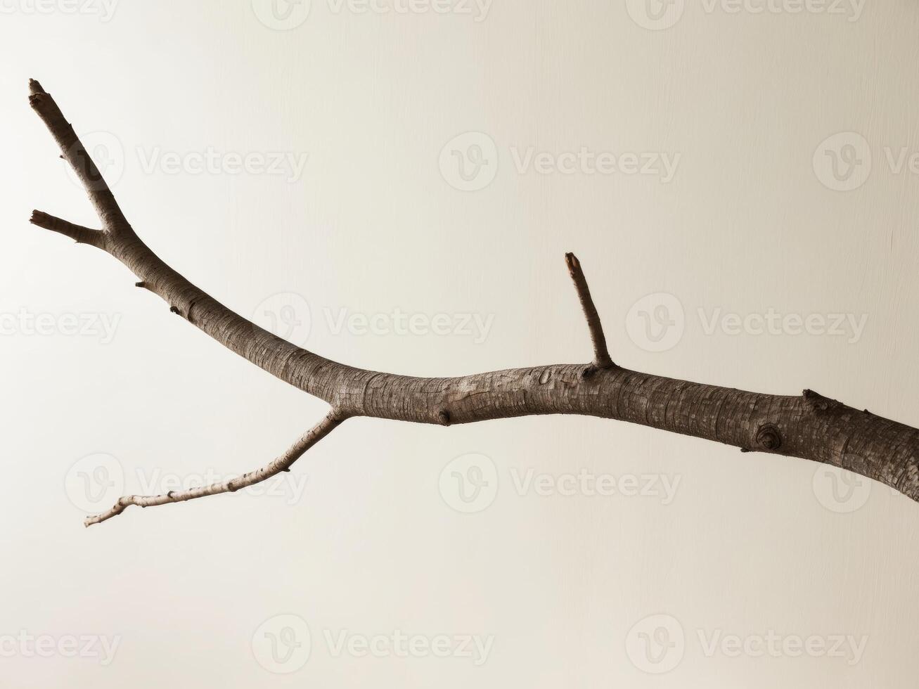 A branch with no leaves is shown against a white background photo