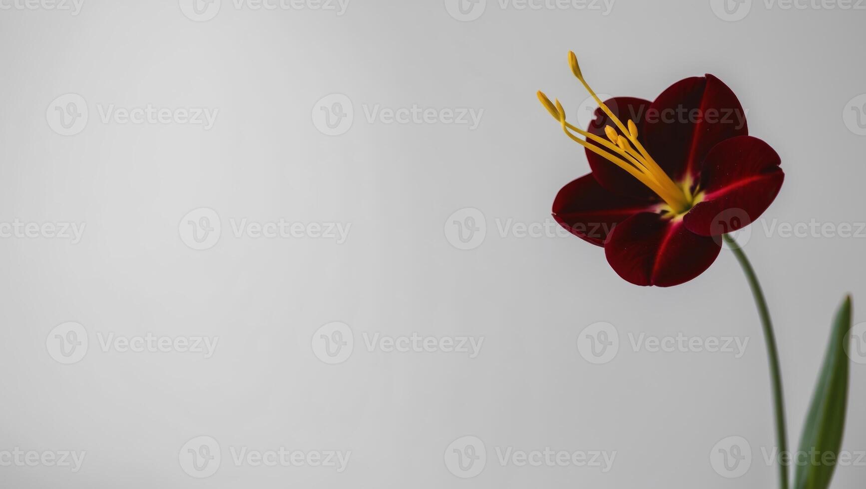A single red flower is in a vase photo