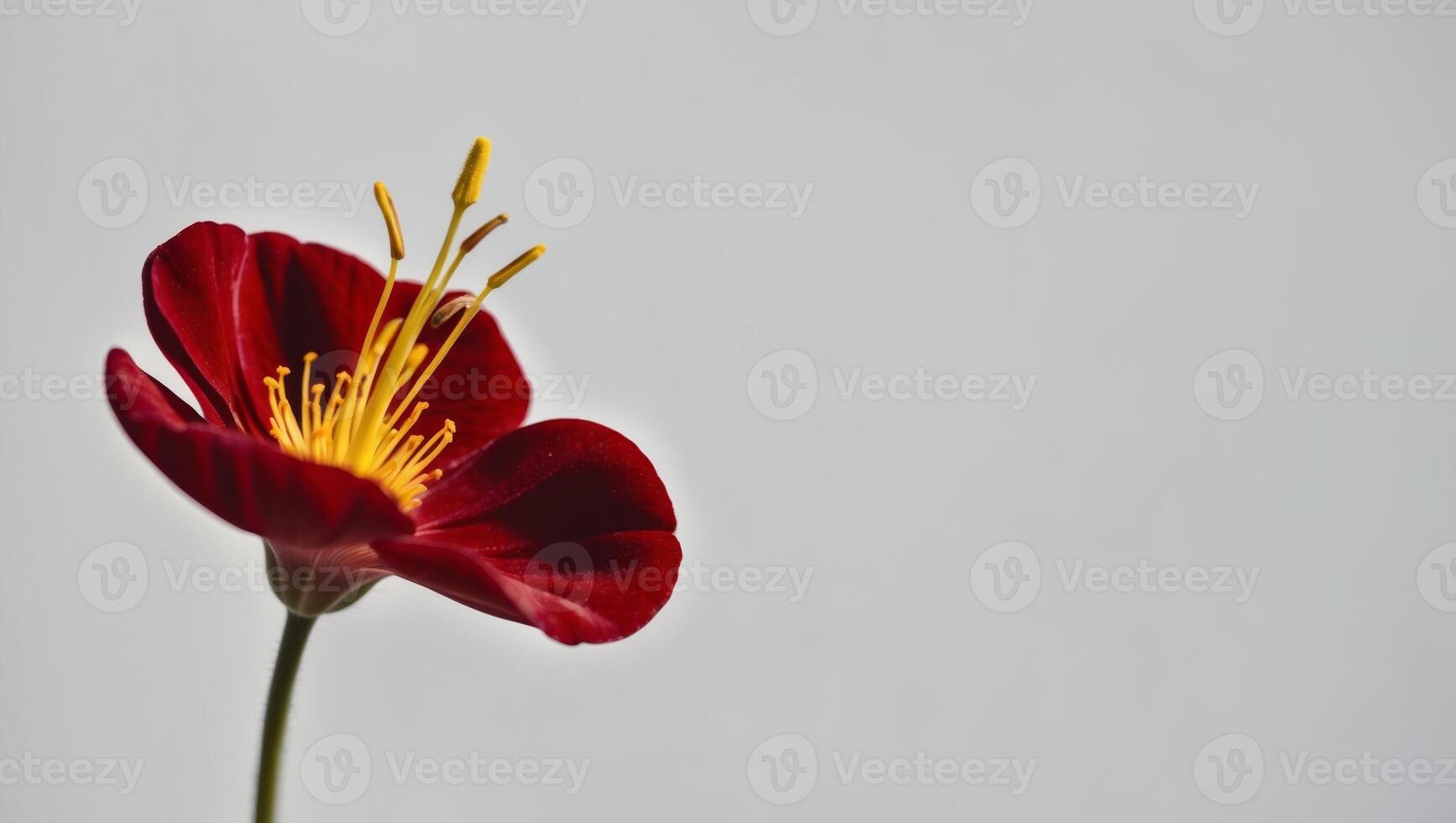 A red flower with yellow stamen on a white background photo