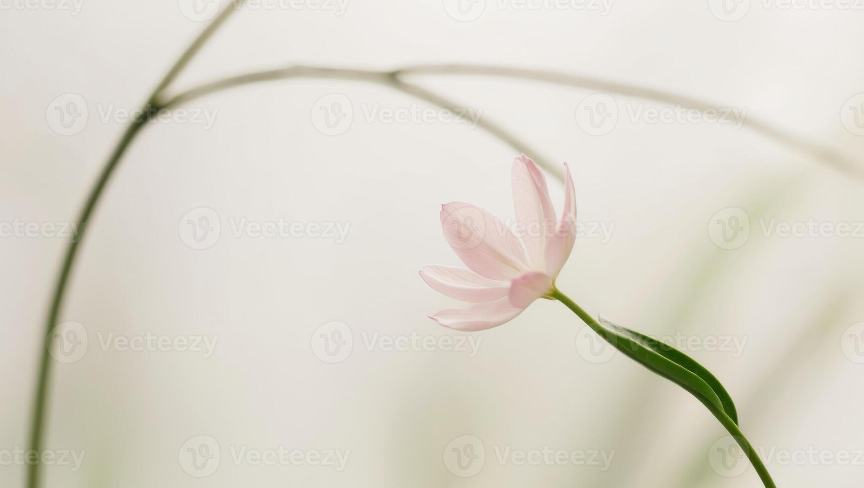 A single pink flower is standing in front of a green plant photo