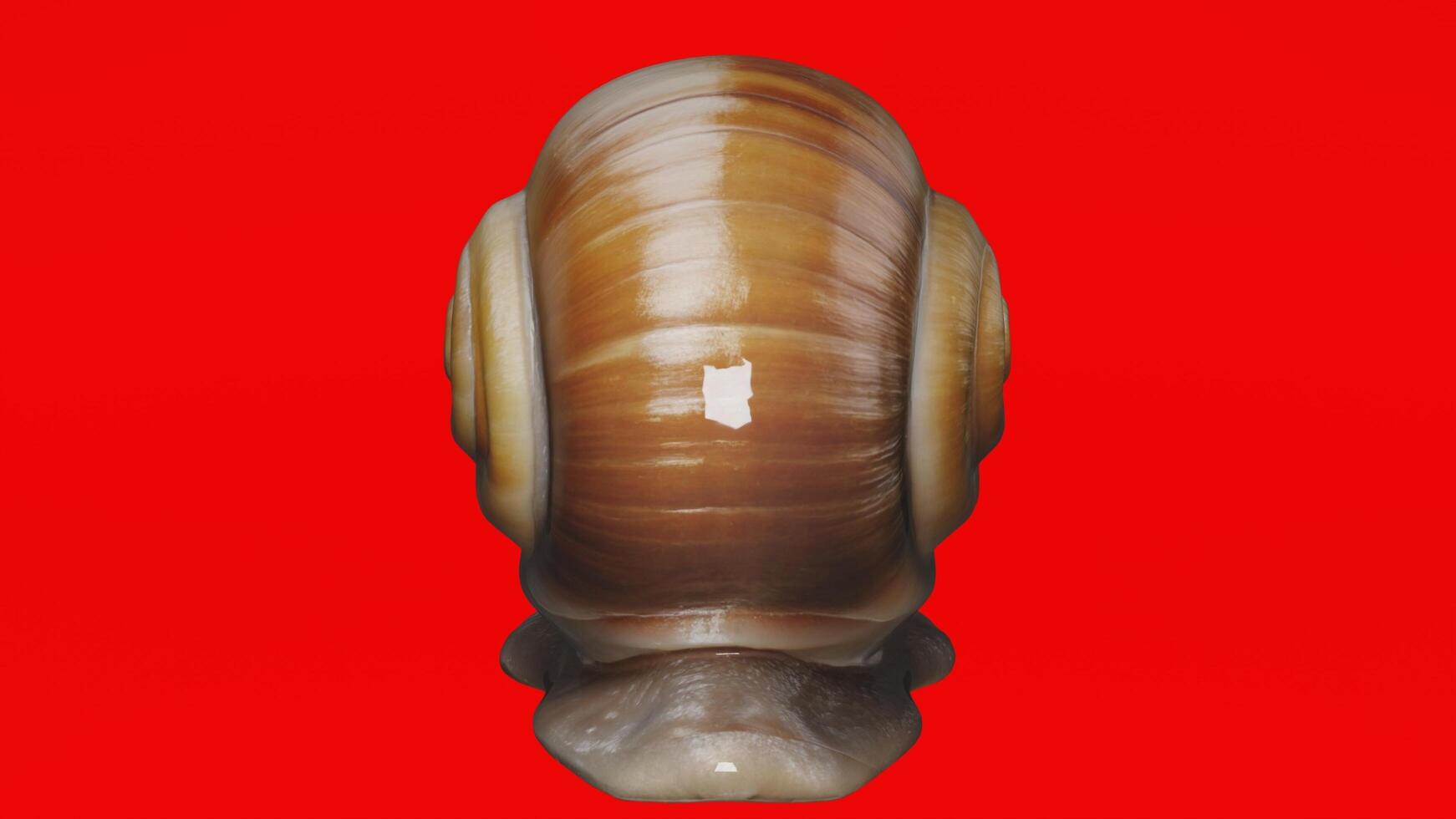 A shell with a red background photo