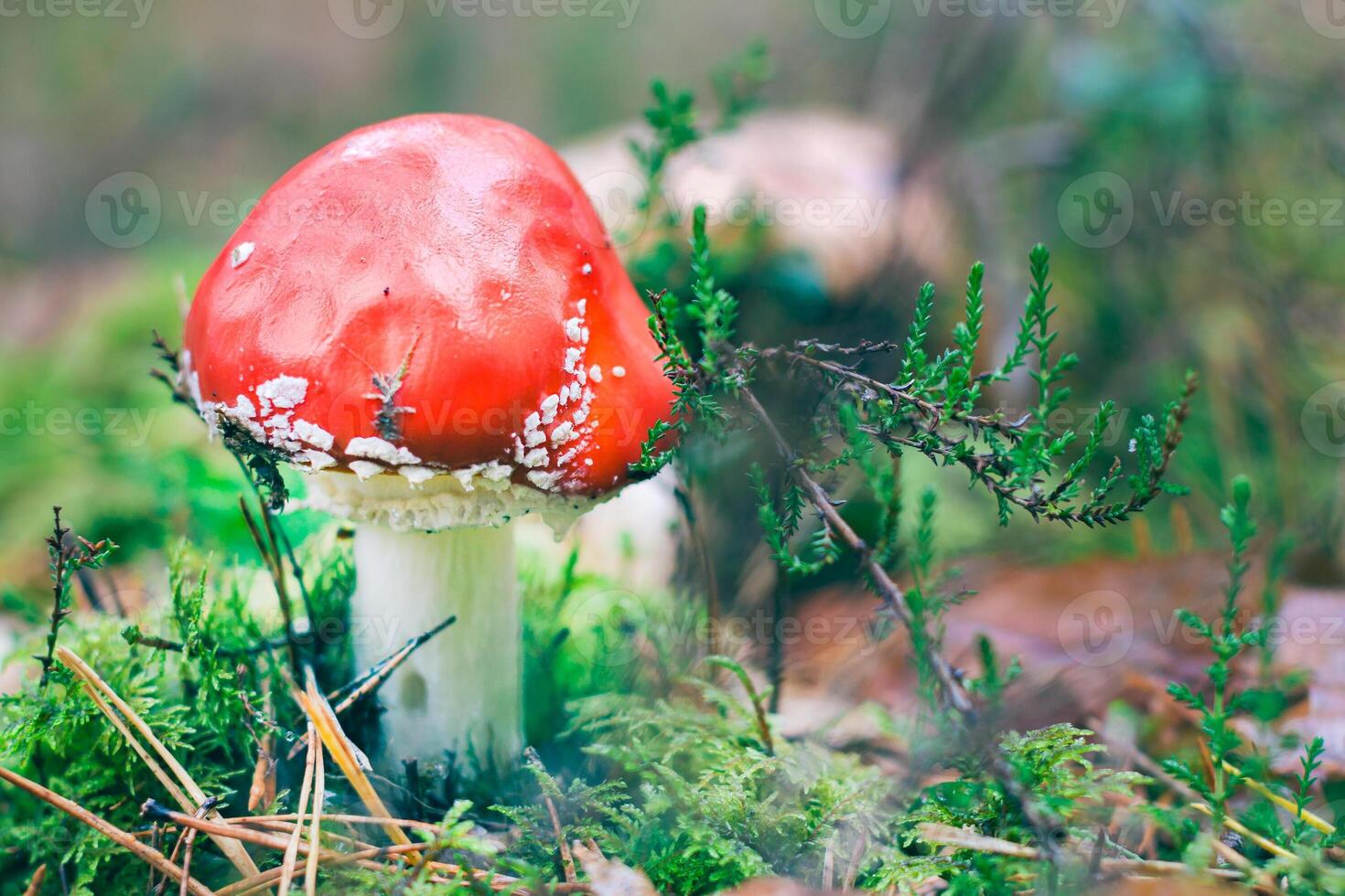Young Amanita Muscaria, Known as the Fly Agaric or Fly Amanita. Healing and Medicinal Mushroom with Red Cap Growing in Forest. Can Be Used for Micro Dosing, Spiritual Practices and Shaman Rituals photo