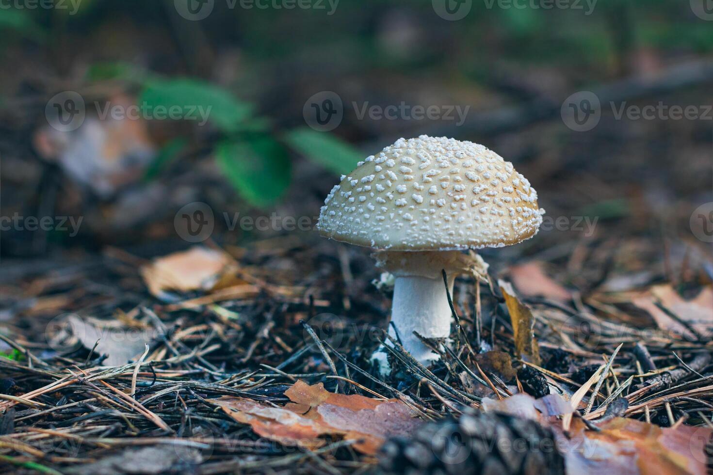 Amanita Pantherina, Known as the Panther Cap, False Blusher and Panther Amanita. Healing and Medicinal Mushroom Growing in Forest. Can Be Used for Micro Dosing, Spiritual Practices and Shaman Rituals photo