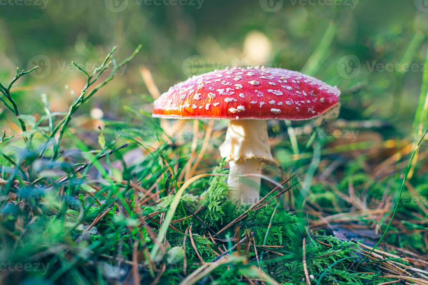 Mature Amanita Muscaria, Known as the Fly Agaric or Fly Amanita. Healing and Medicinal Mushroom with Red Cap Growing in Forest. Can Be Used for Micro Dosing, Spiritual Practices and Shaman Rituals photo