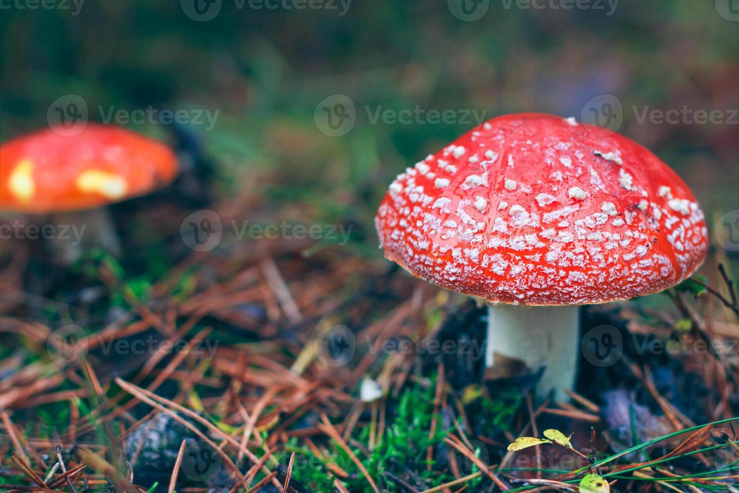 Mature Amanita Muscaria, Known as the Fly Agaric or Fly Amanita. Healing and Medicinal Mushroom with Red Cap Growing in Forest. Can Be Used for Micro Dosing, Spiritual Practices and Shaman Rituals photo