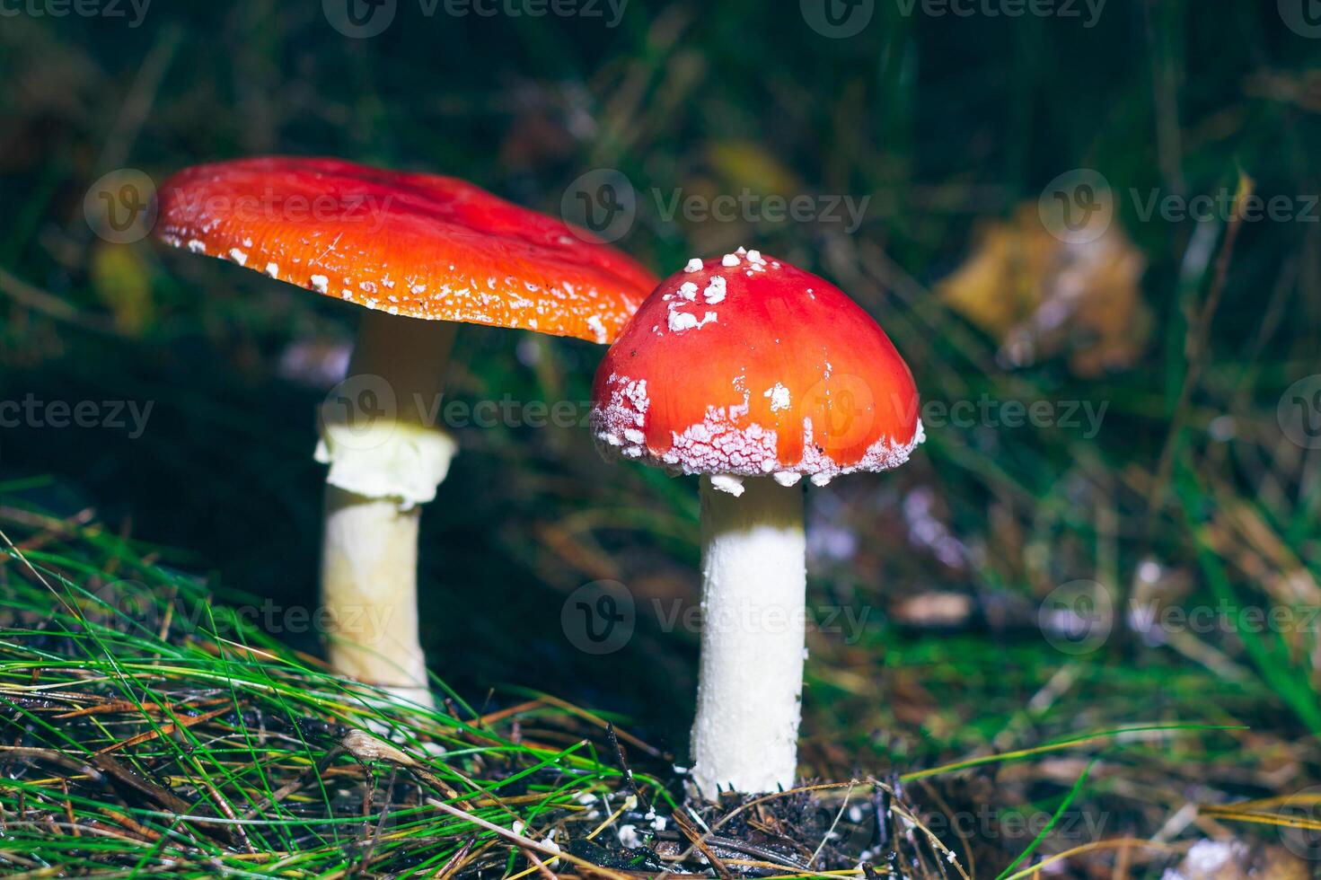 Two Amanita Muscaria, Known as the Fly Agaric or Fly Amanita. Healing and Medicinal Mushroom with Red Cap Growing in Forest. Can Be Used for Micro Dosing, Spiritual Practices and Shaman Rituals photo