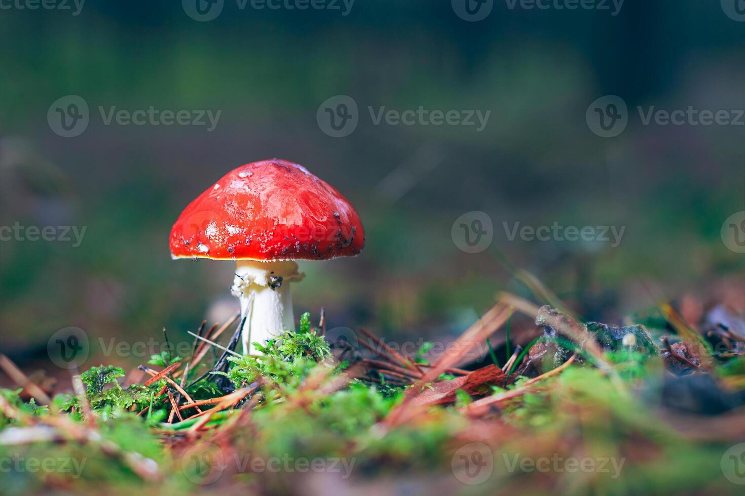 Amanita Muscaria, Known as the Fly Agaric or Fly Amanita. Healing and Medicinal Mushroom with Red Cap Growing in Forest. Can Be Used for Micro Dosing, Spiritual Practices and Shaman Rituals photo