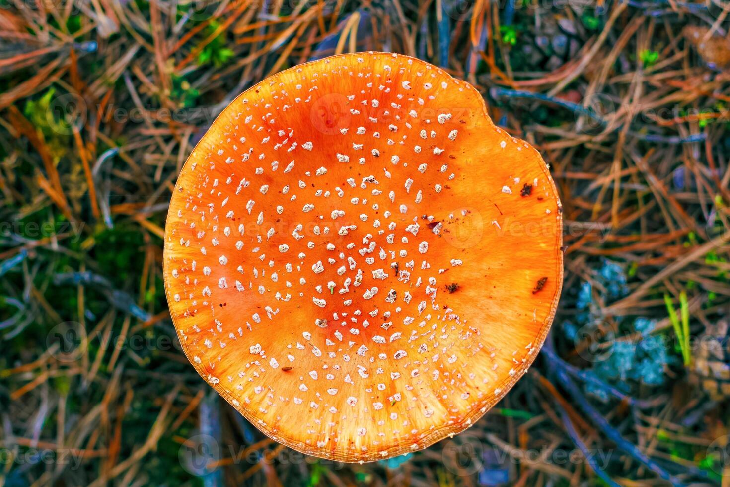 Amanita Muscaria. Red poisonous Fly Agaric mushroom in forest photo