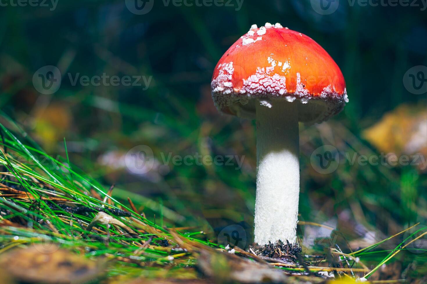 Young Amanita Muscaria, Known as the Fly Agaric or Fly Amanita. Healing and Medicinal Mushroom with Red Cap Growing in Forest. Can Be Used for Micro Dosing, Spiritual Practices and Shaman Rituals photo