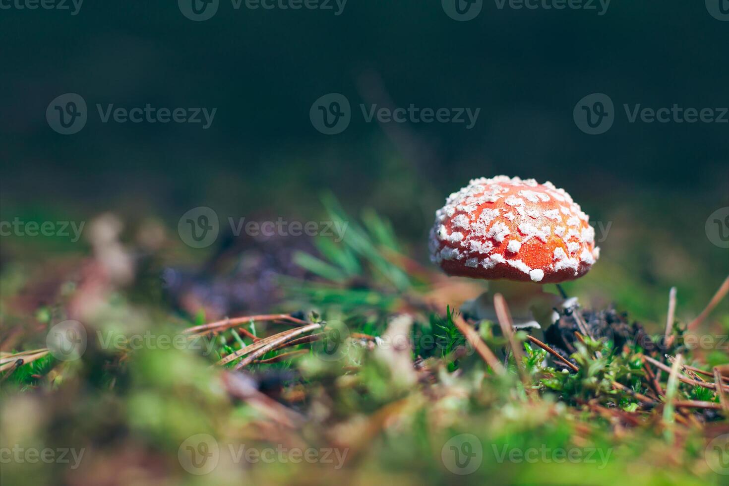 Young Amanita Muscaria, Known as the Fly Agaric or Fly Amanita. Healing and Medicinal Mushroom with Red Cap Growing in Forest. Can Be Used for Micro Dosing, Spiritual Practices and Shaman Rituals photo