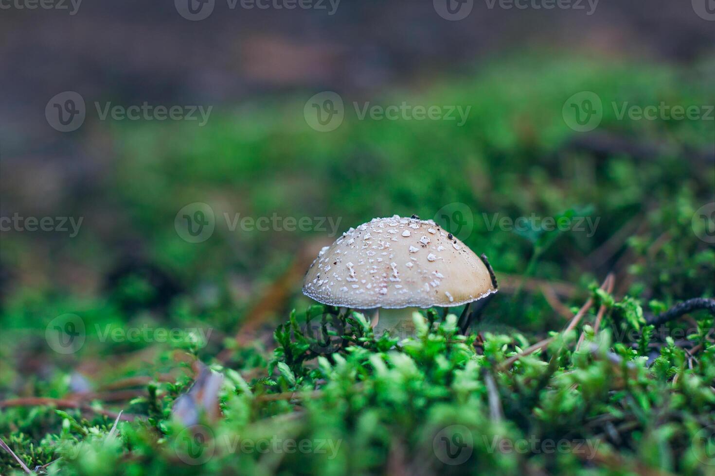 Amanita Pantherina, Known as the Panther Cap, False Blusher and Panther Amanita. Healing and Medicinal Mushroom Growing in Forest. Can Be Used for Micro Dosing, Spiritual Practices and Shaman Rituals photo