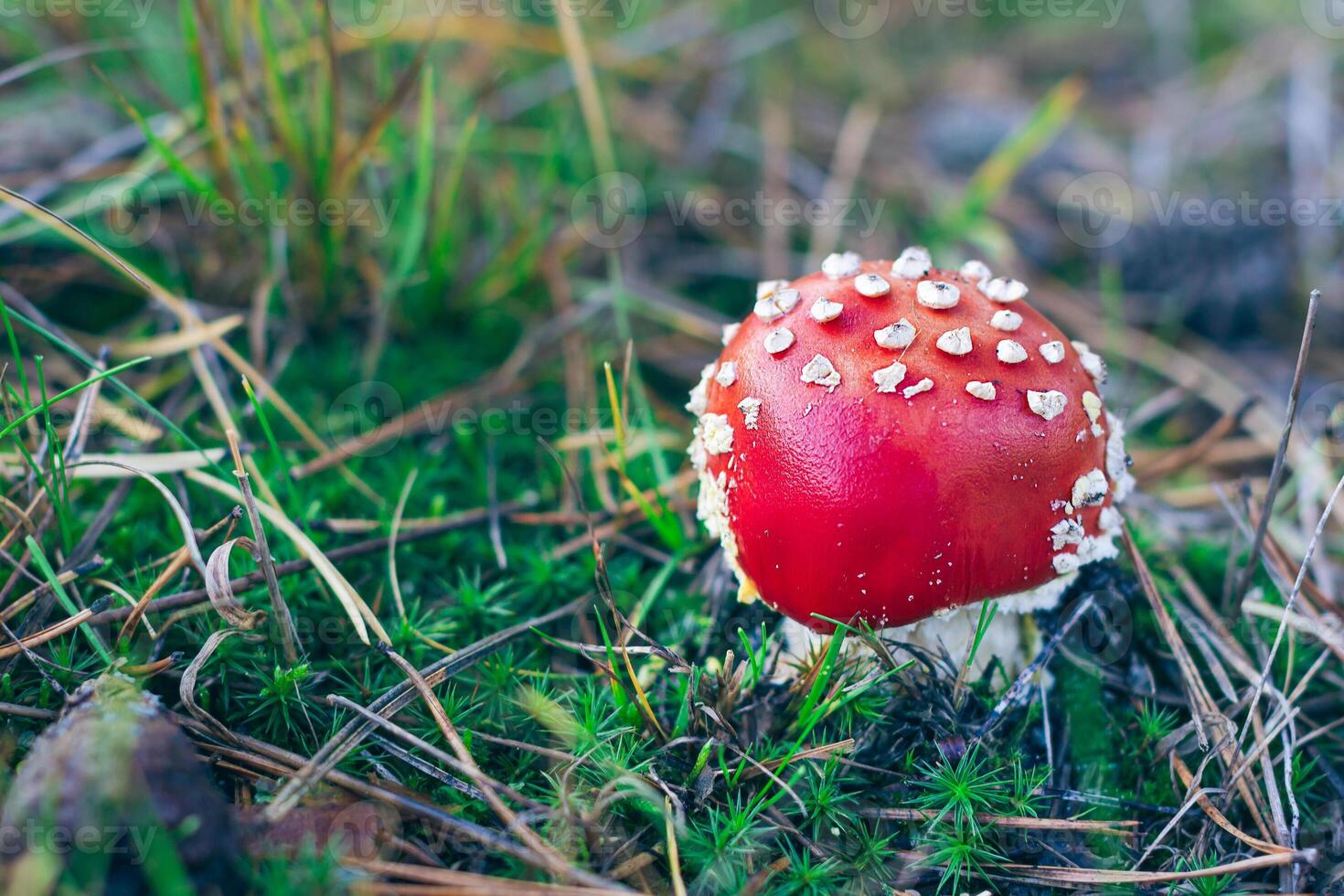 Young Amanita Muscaria, Known as the Fly Agaric or Fly Amanita. Healing and Medicinal Mushroom with Red Cap Growing in Forest. Can Be Used for Micro Dosing, Spiritual Practices and Shaman Rituals photo