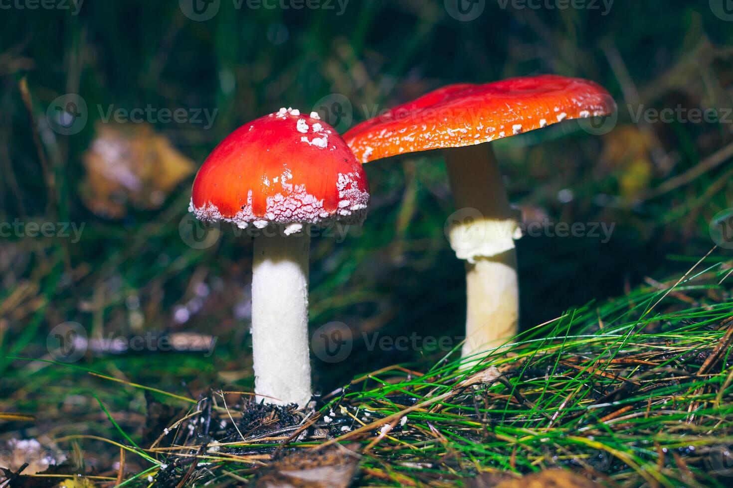 Two Amanita Muscaria, Known as the Fly Agaric or Fly Amanita. Healing and Medicinal Mushroom with Red Cap Growing in Forest. Can Be Used for Micro Dosing, Spiritual Practices and Shaman Rituals photo