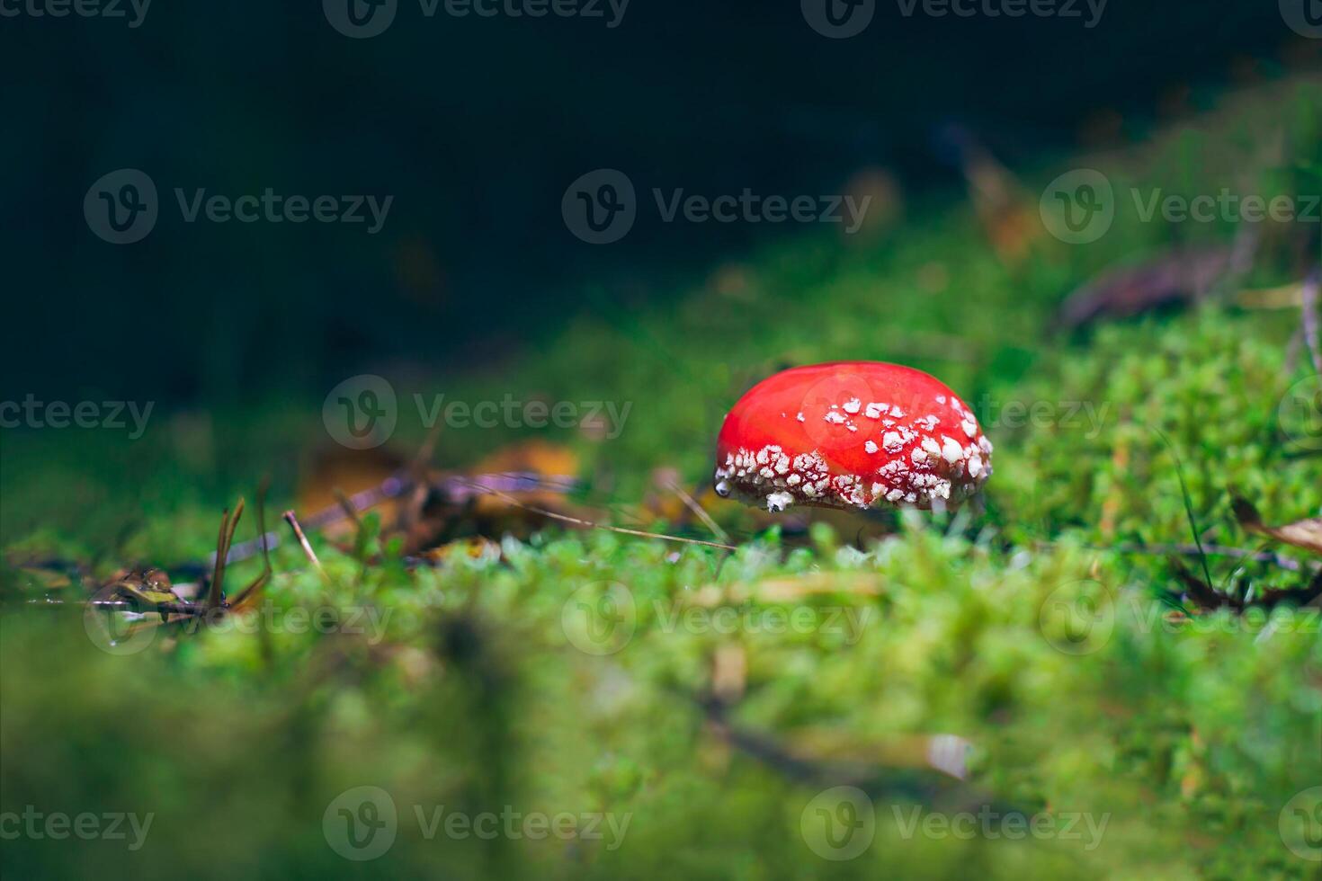 Young Amanita Muscaria, Known as the Fly Agaric or Fly Amanita. Healing and Medicinal Mushroom with Red Cap Growing in Forest. Can Be Used for Micro Dosing, Spiritual Practices and Shaman Rituals photo