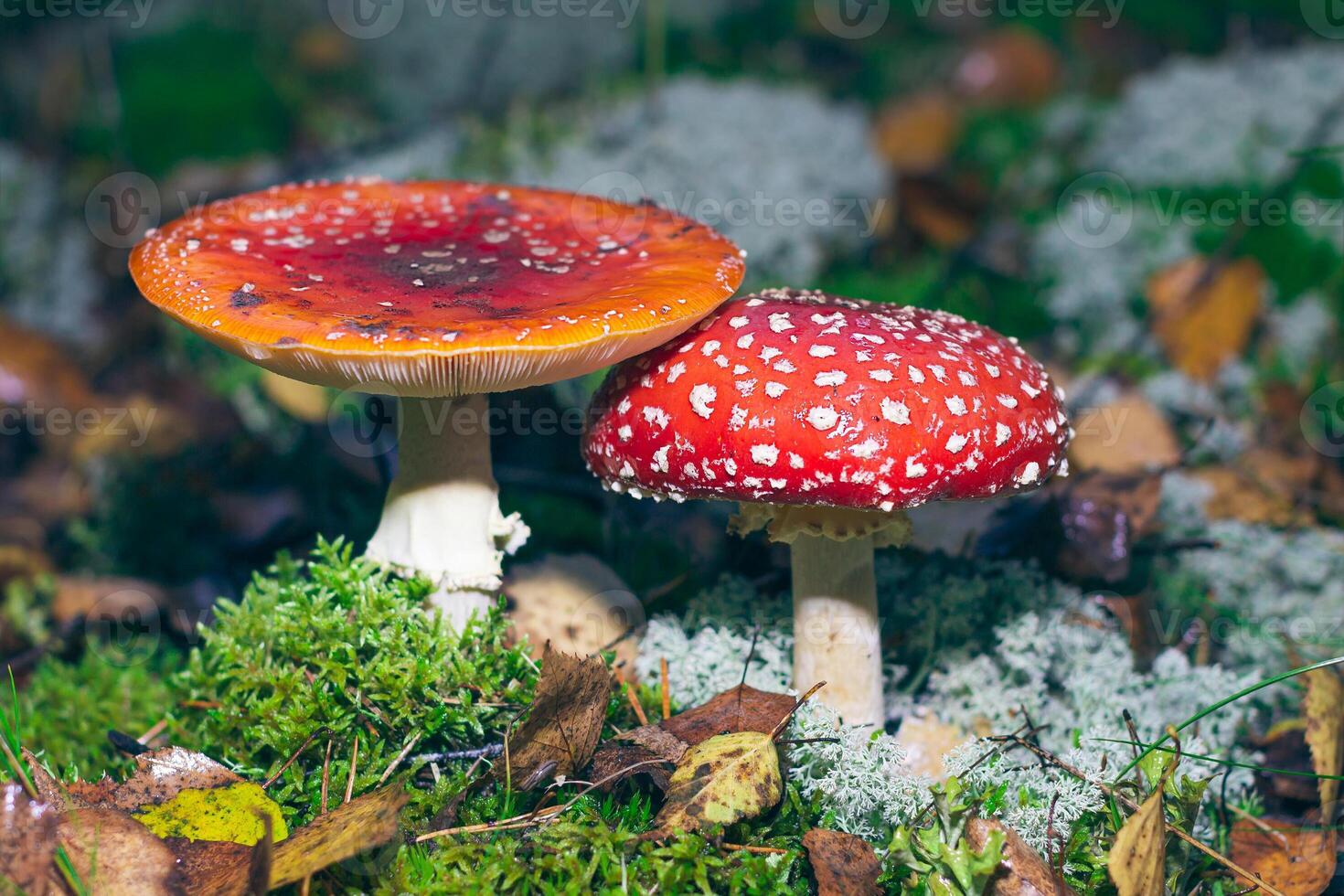 Mature Amanita Muscaria, Known as the Fly Agaric or Fly Amanita. Healing and Medicinal Mushroom with Red Cap Growing in Forest. Can Be Used for Micro Dosing, Spiritual Practices and Shaman Rituals photo