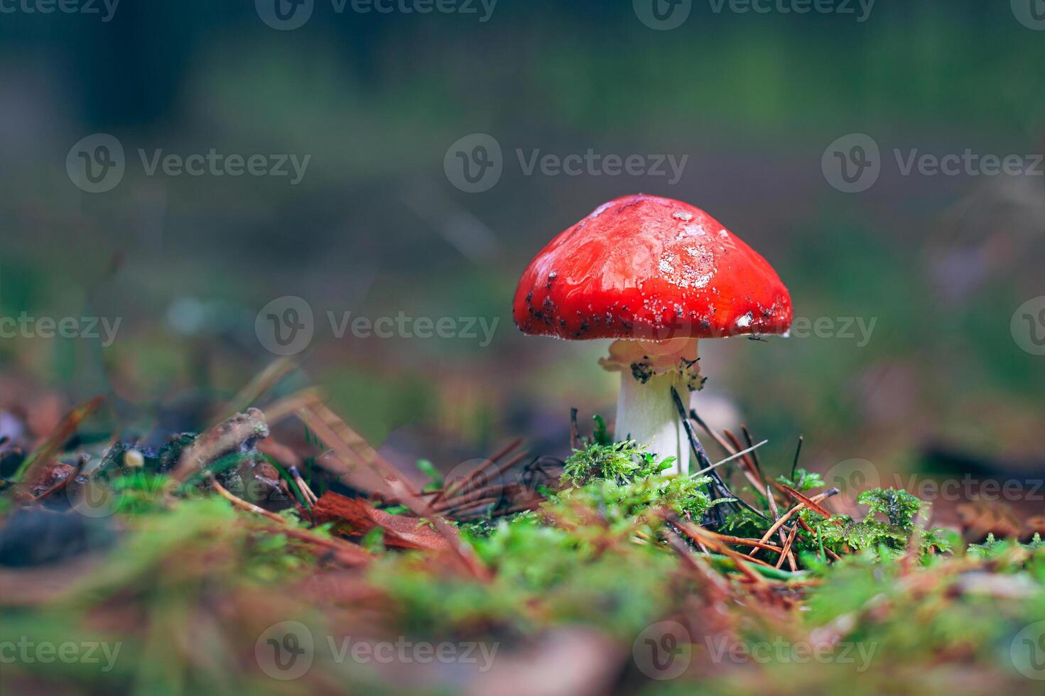 Amanita Muscaria, Known as the Fly Agaric or Fly Amanita. Healing and Medicinal Mushroom with Red Cap Growing in Forest. Can Be Used for Micro Dosing, Spiritual Practices and Shaman Rituals photo
