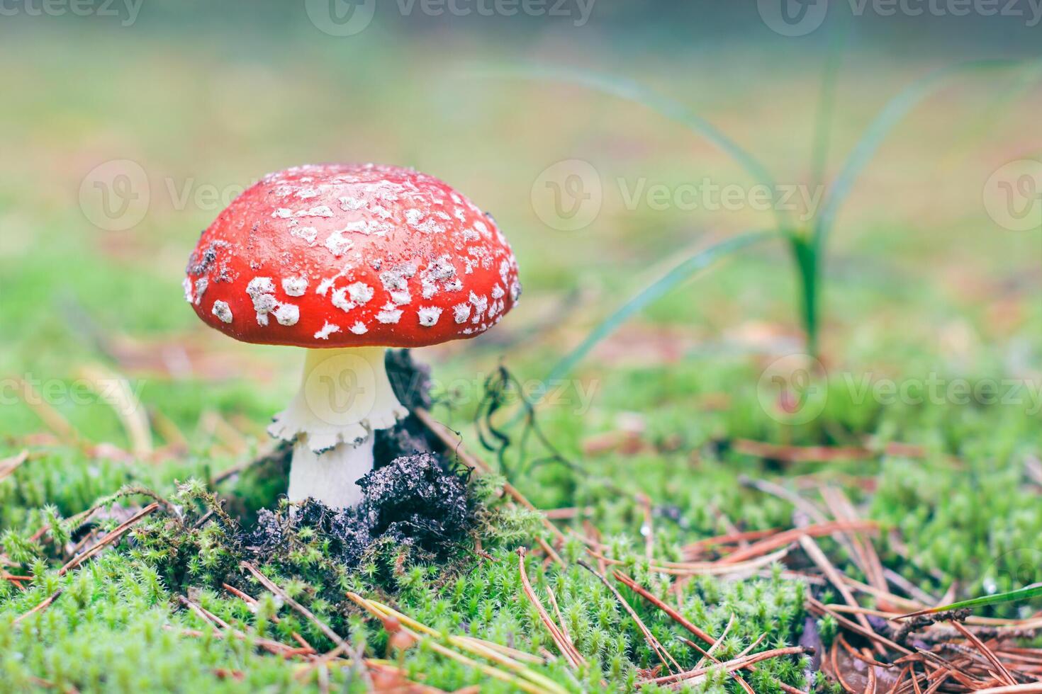 Amanita Muscaria, Known as the Fly Agaric or Fly Amanita. Healing and Medicinal Mushroom with Red Cap Growing in Forest. Can Be Used for Micro Dosing, Spiritual Practices and Shaman Rituals photo