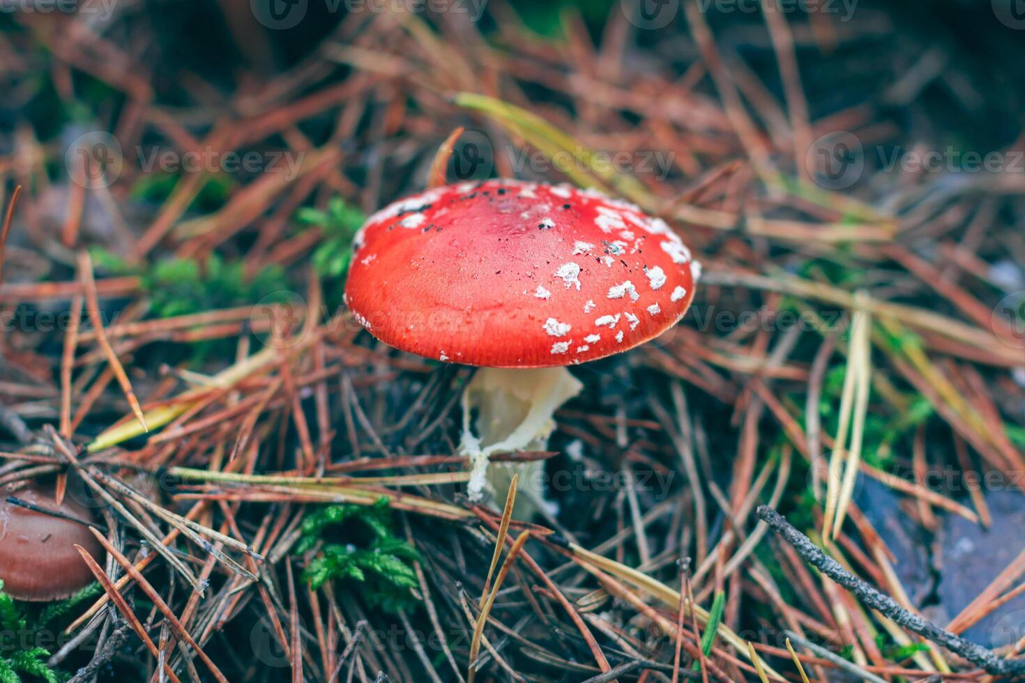 Mature Amanita Muscaria, Known as the Fly Agaric or Fly Amanita. Healing and Medicinal Mushroom with Red Cap Growing in Forest. Can Be Used for Micro Dosing, Spiritual Practices and Shaman Rituals photo
