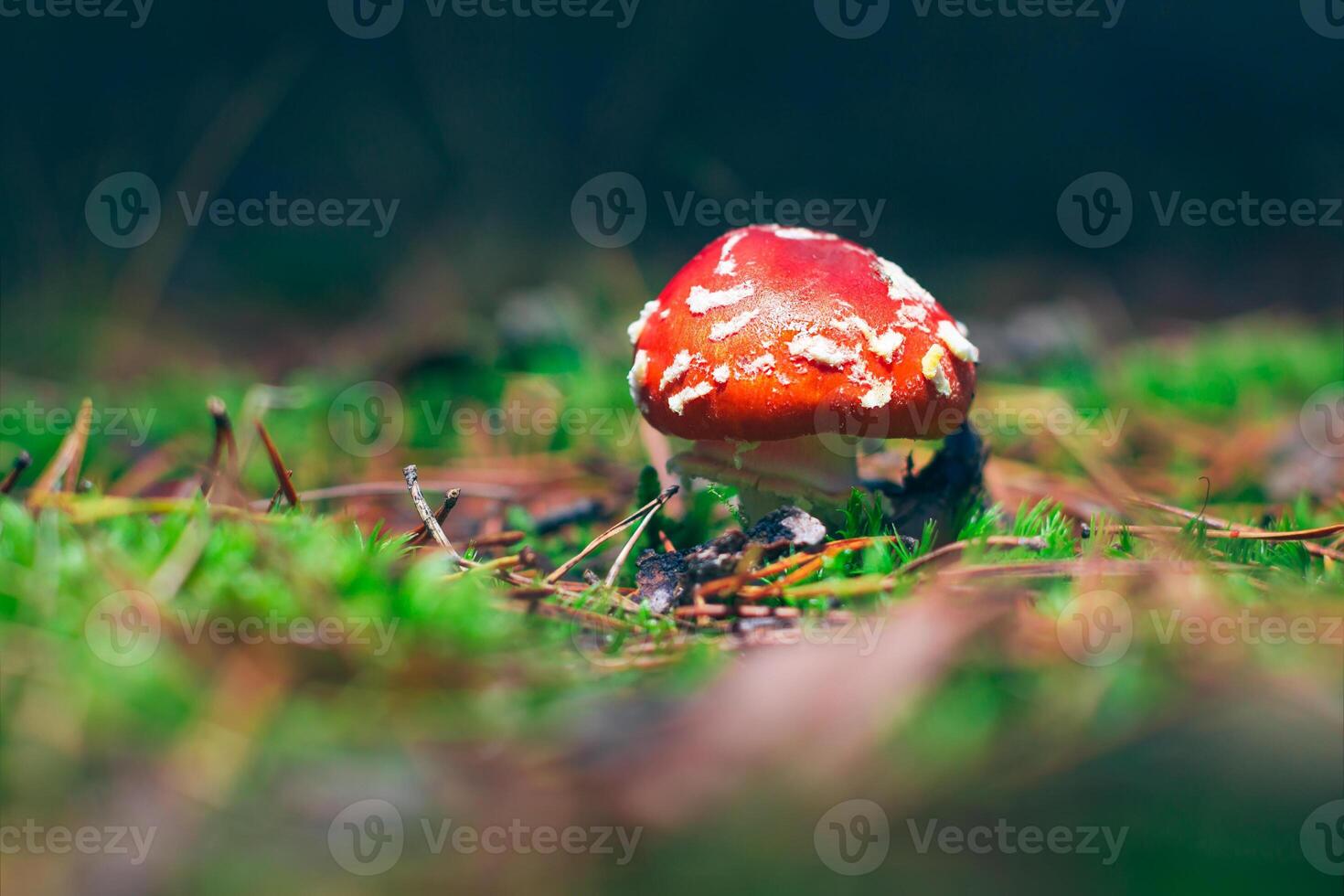 Young Amanita Muscaria, Known as the Fly Agaric or Fly Amanita. Healing and Medicinal Mushroom with Red Cap Growing in Forest. Can Be Used for Micro Dosing, Spiritual Practices and Shaman Rituals photo