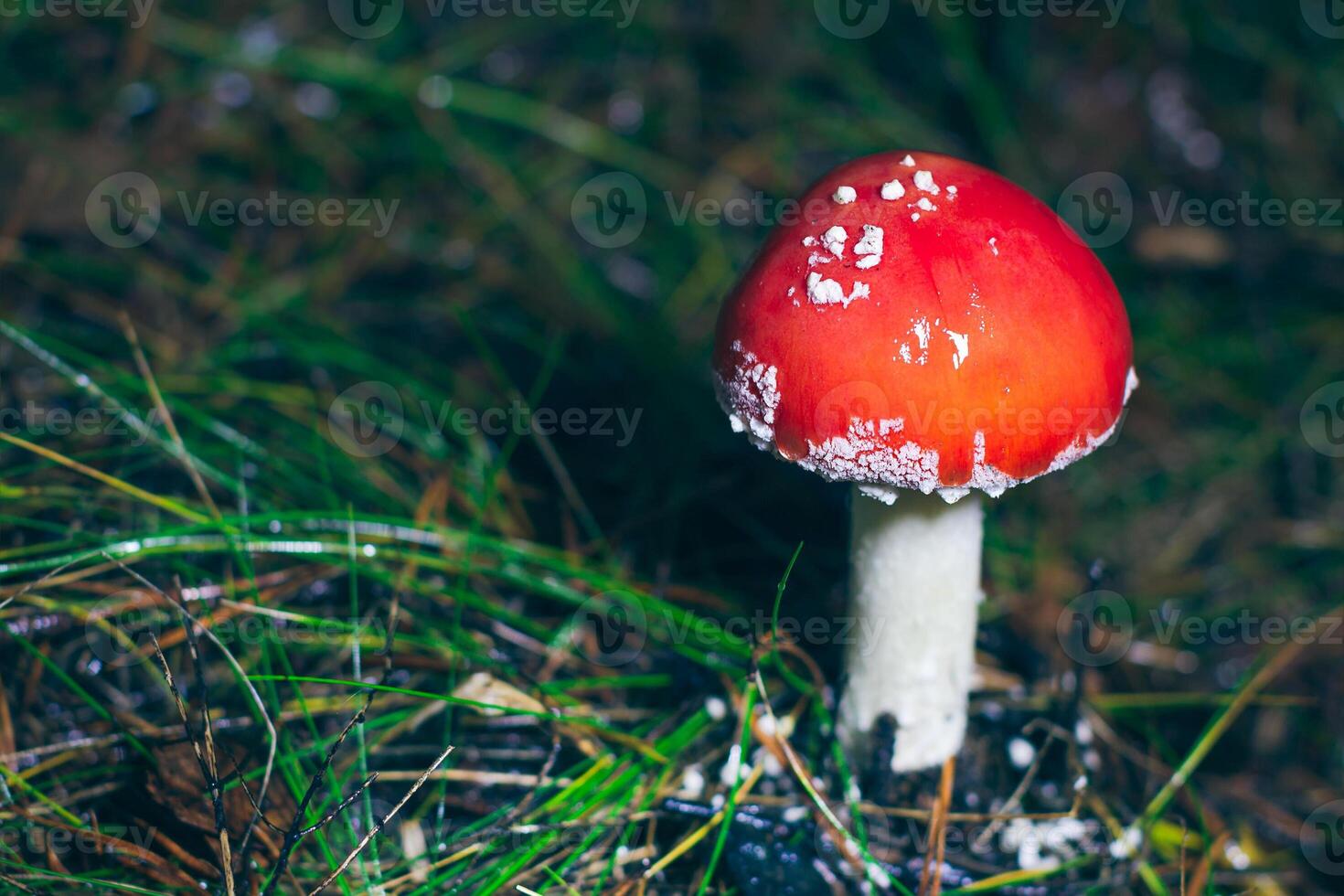 Young Amanita Muscaria, Known as the Fly Agaric or Fly Amanita. Healing and Medicinal Mushroom with Red Cap Growing in Forest. Can Be Used for Micro Dosing, Spiritual Practices and Shaman Rituals photo