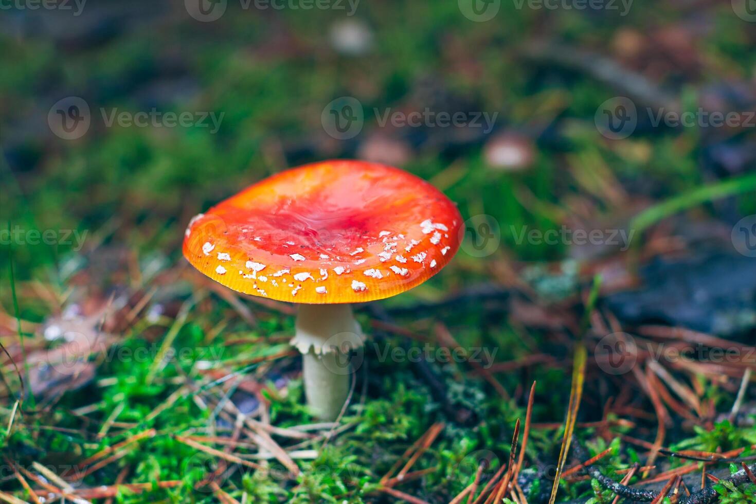 Mature Amanita Muscaria, Known as the Fly Agaric or Fly Amanita. Healing and Medicinal Mushroom with Red Cap Growing in Forest. Can Be Used for Micro Dosing, Spiritual Practices and Shaman Rituals photo
