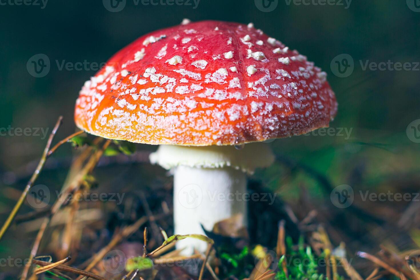 Mature Amanita Muscaria, Known as the Fly Agaric or Fly Amanita. Healing and Medicinal Mushroom with Red Cap Growing in Forest. Can Be Used for Micro Dosing, Spiritual Practices and Shaman Rituals photo