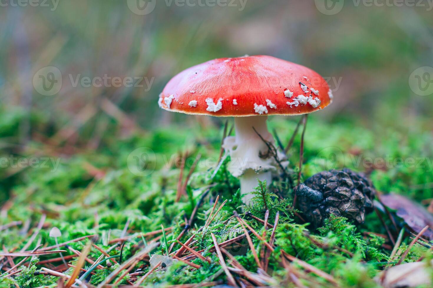 Mature Amanita Muscaria, Known as the Fly Agaric or Fly Amanita. Healing and Medicinal Mushroom with Red Cap Growing in Forest. Can Be Used for Micro Dosing, Spiritual Practices and Shaman Rituals photo