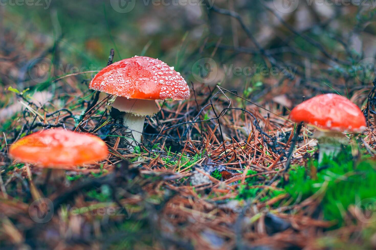 Amanita Muscaria, Known as the Fly Agaric or Fly Amanita. Healing and Medicinal Mushroom with Red Cap Growing in Forest. Can Be Used for Micro Dosing, Spiritual Practices and Shaman Rituals photo