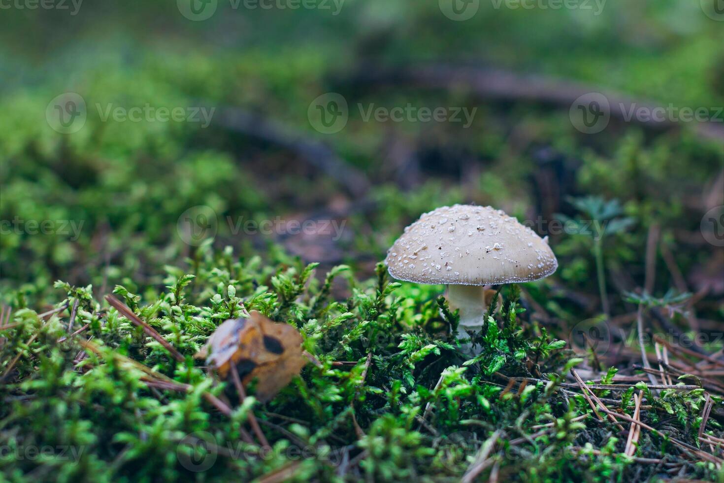 Amanita Pantherina, Known as the Panther Cap, False Blusher and Panther Amanita. Healing and Medicinal Mushroom Growing in Forest. Can Be Used for Micro Dosing, Spiritual Practices and Shaman Rituals photo