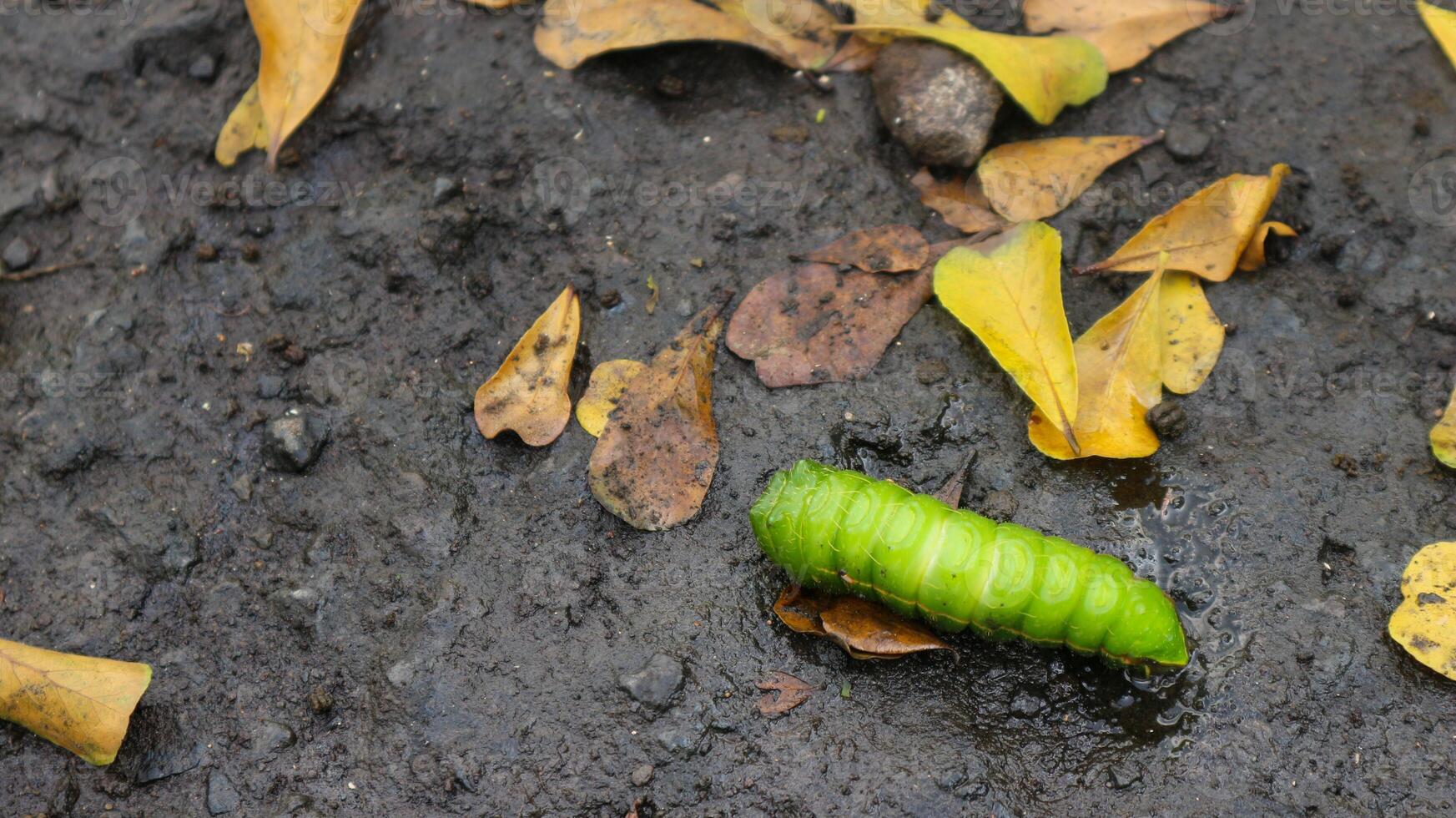 Larva caterpillar of the luna moth Actias luna, one of the giant silkworm moths. photo