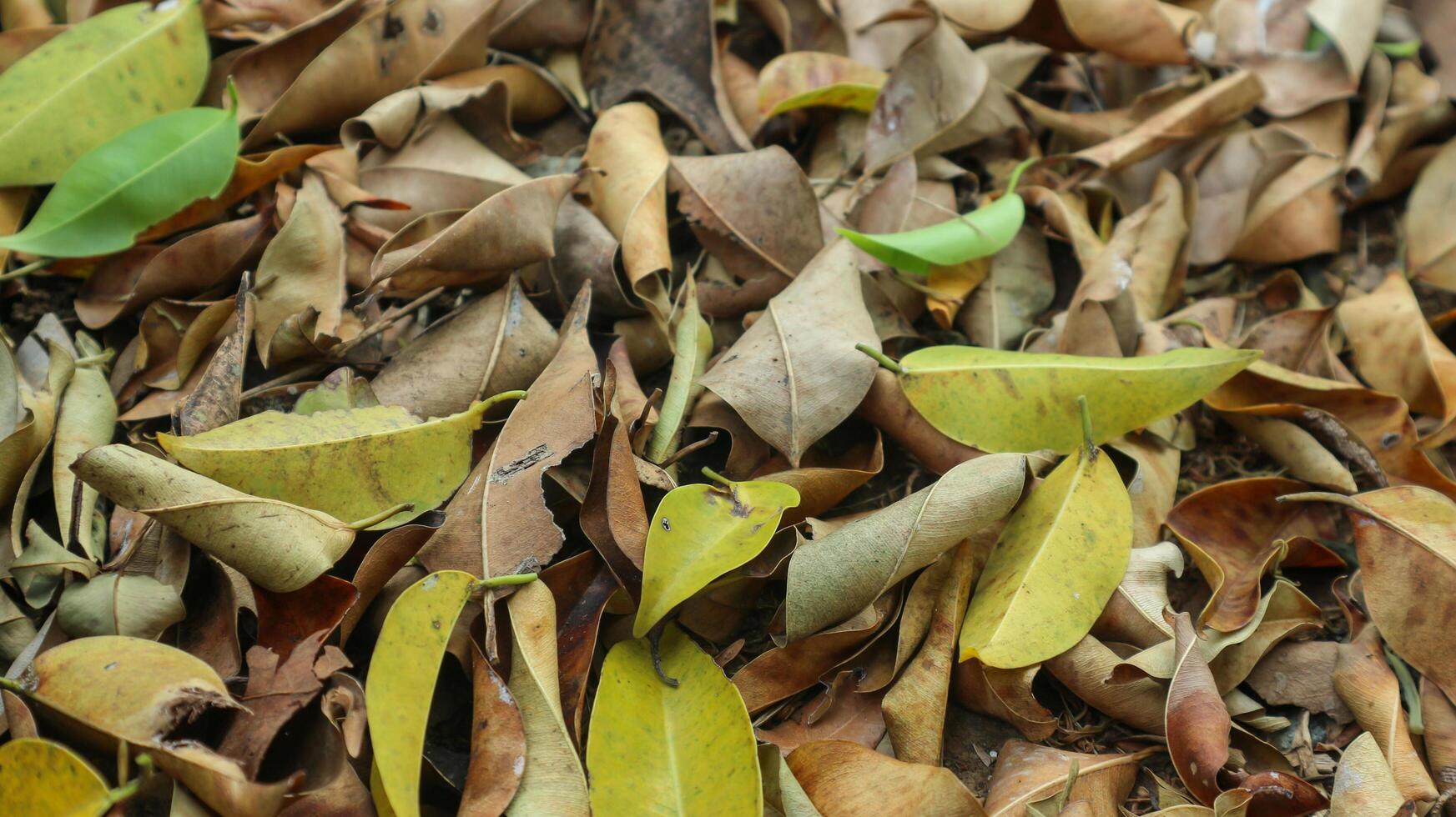 In autumn the yellow and dry leaves of poplar trees fell to the ground. photo