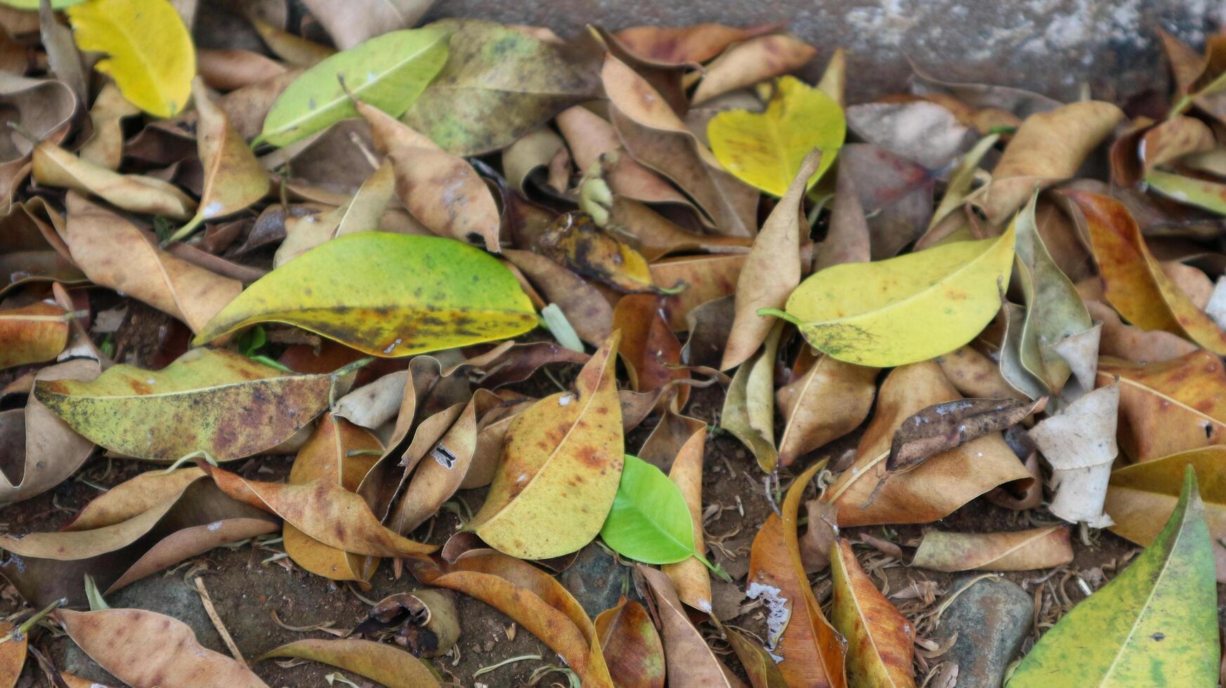 In autumn the yellow and dry leaves of poplar trees fell to the ground. photo