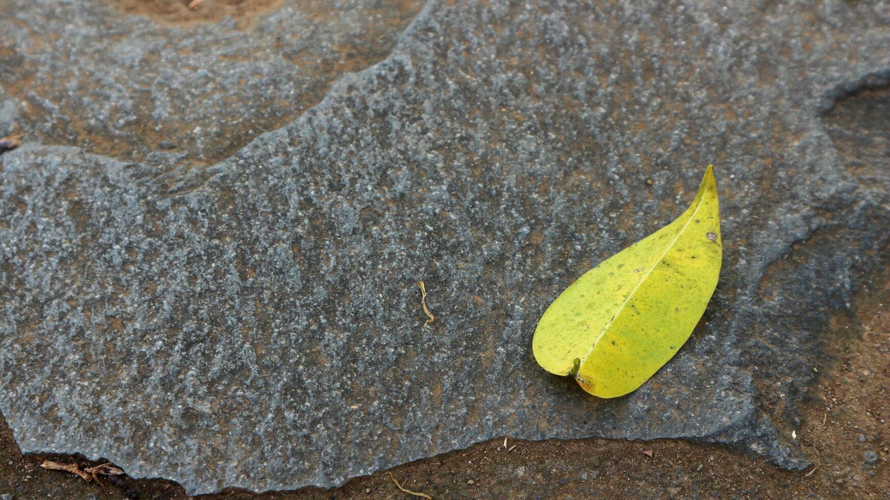 In autumn the yellow and dry leaves of poplar trees fell to the ground. photo