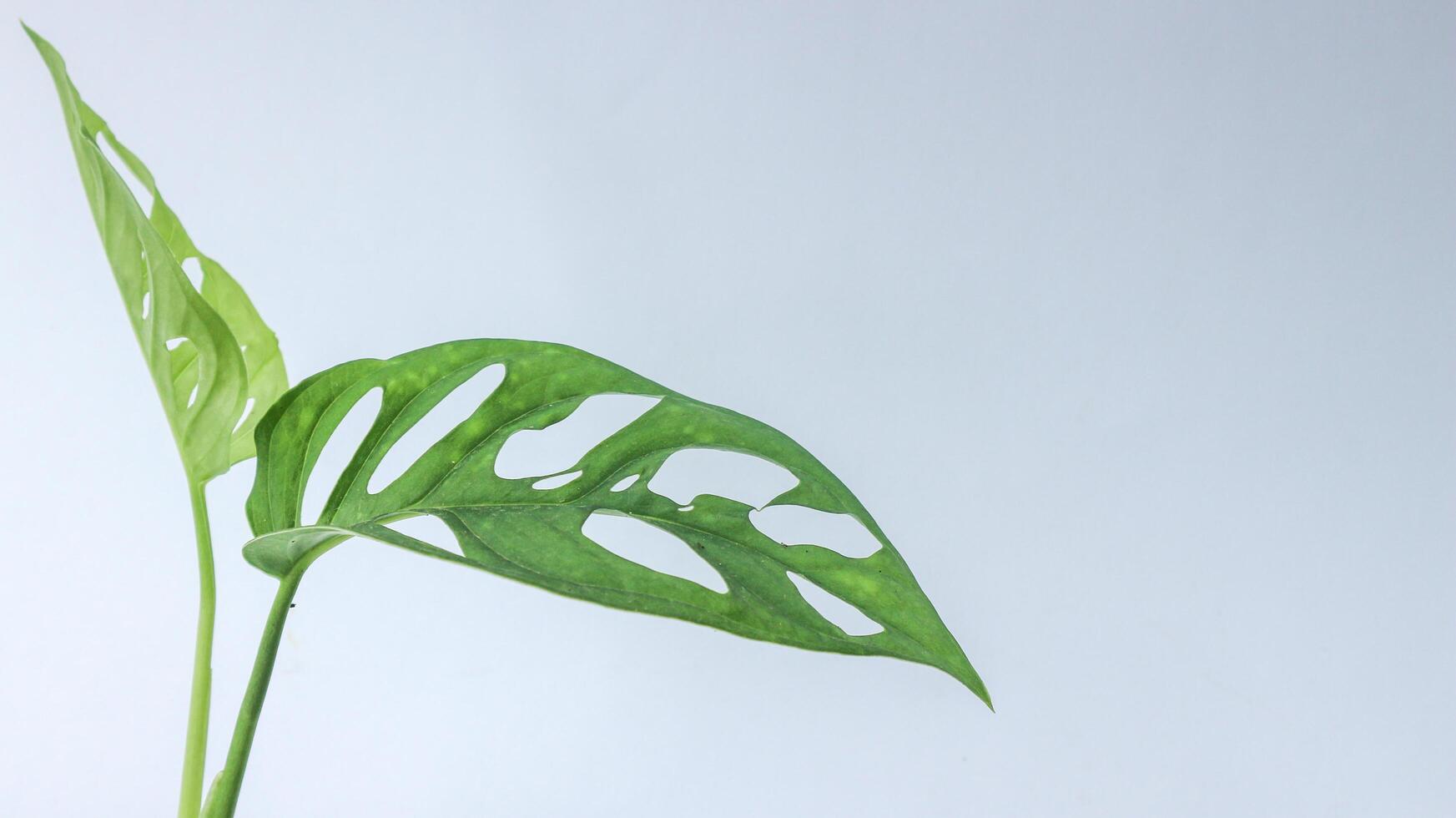 Janda Bolong. Gree Monstera Adansonii leaves isolated on white background. photo