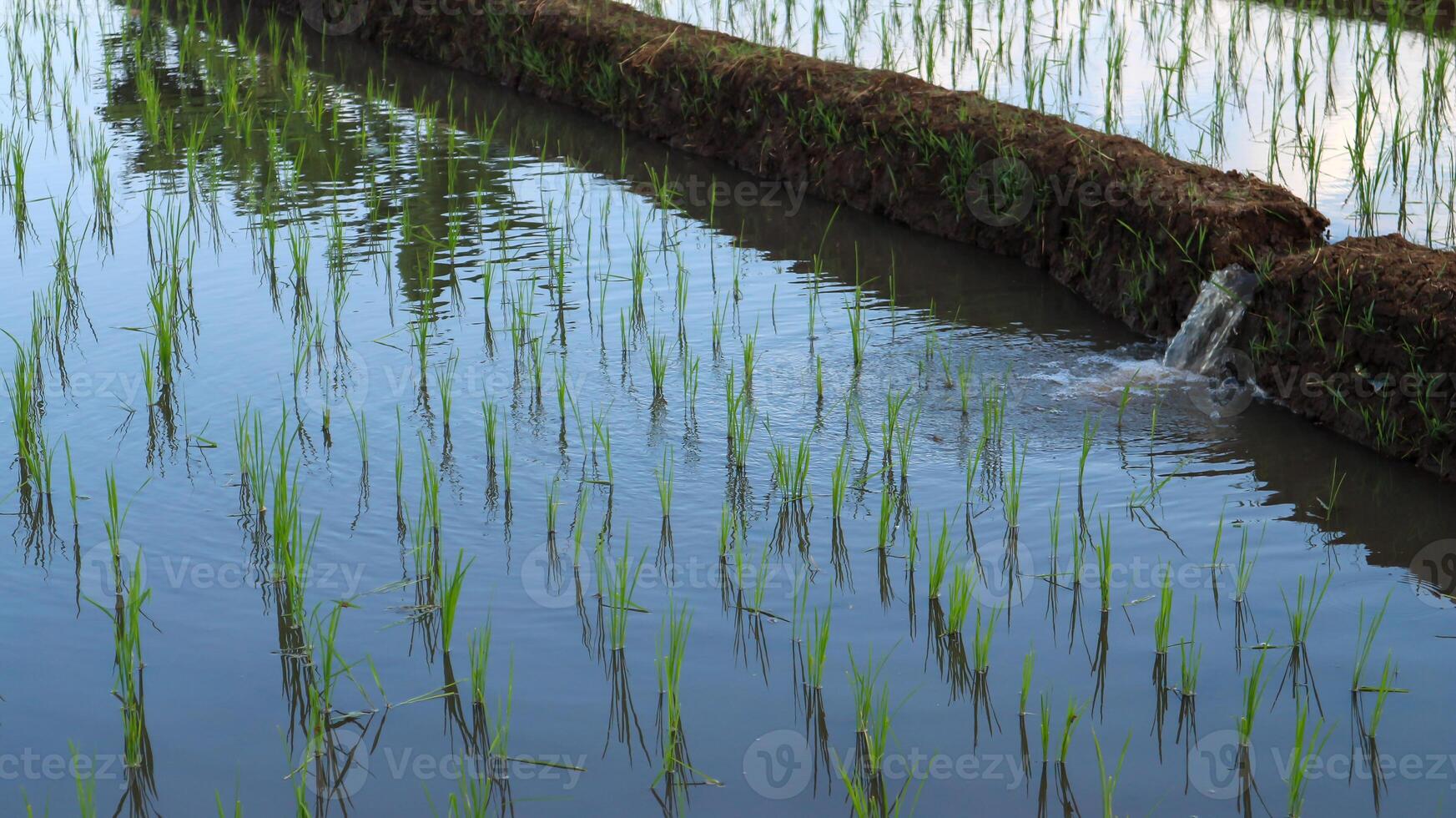 Natural scenery of Indonesian rice fields. terracing. View of rice fields and hills on a sunny day. photo