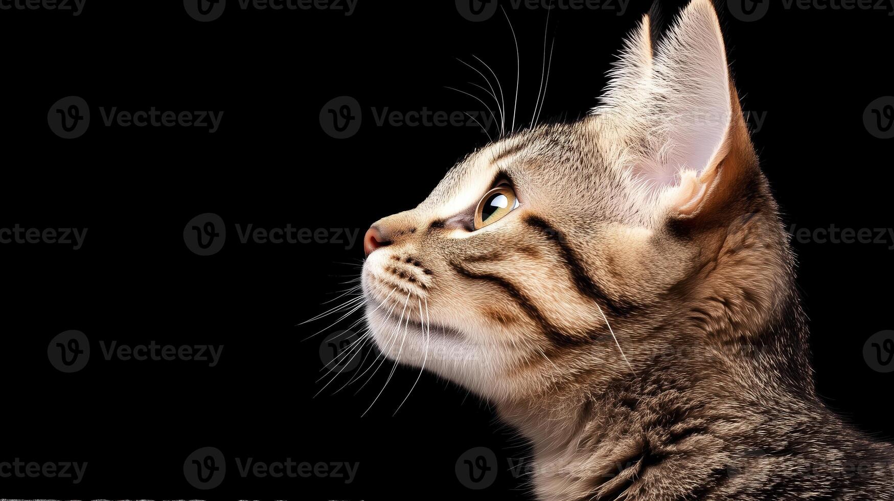 close up profile of cat with striking features against black background, showcasing its curious expression and detailed fur. image captures essence of feline grace and beauty photo